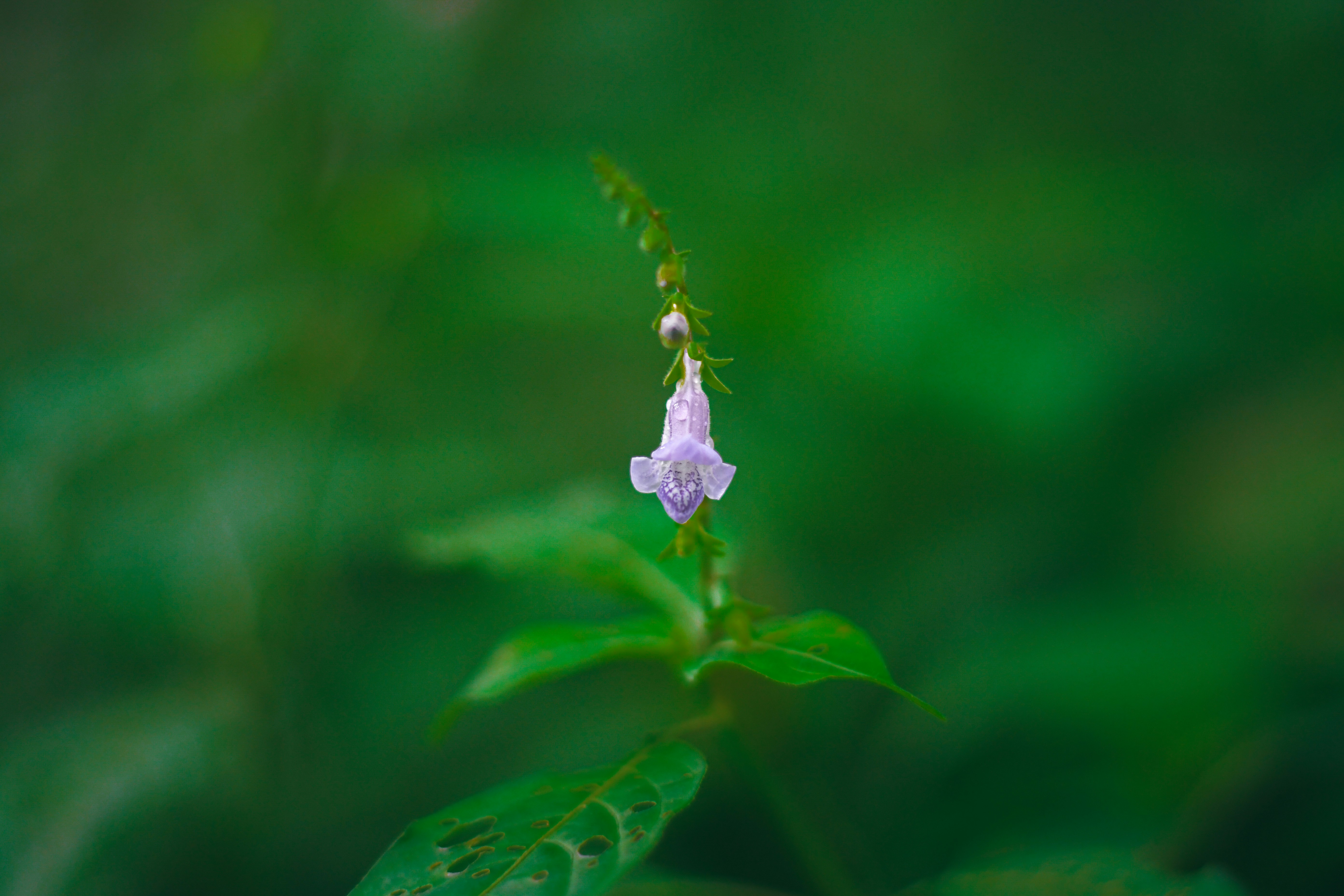 Photo by shijinkamalon