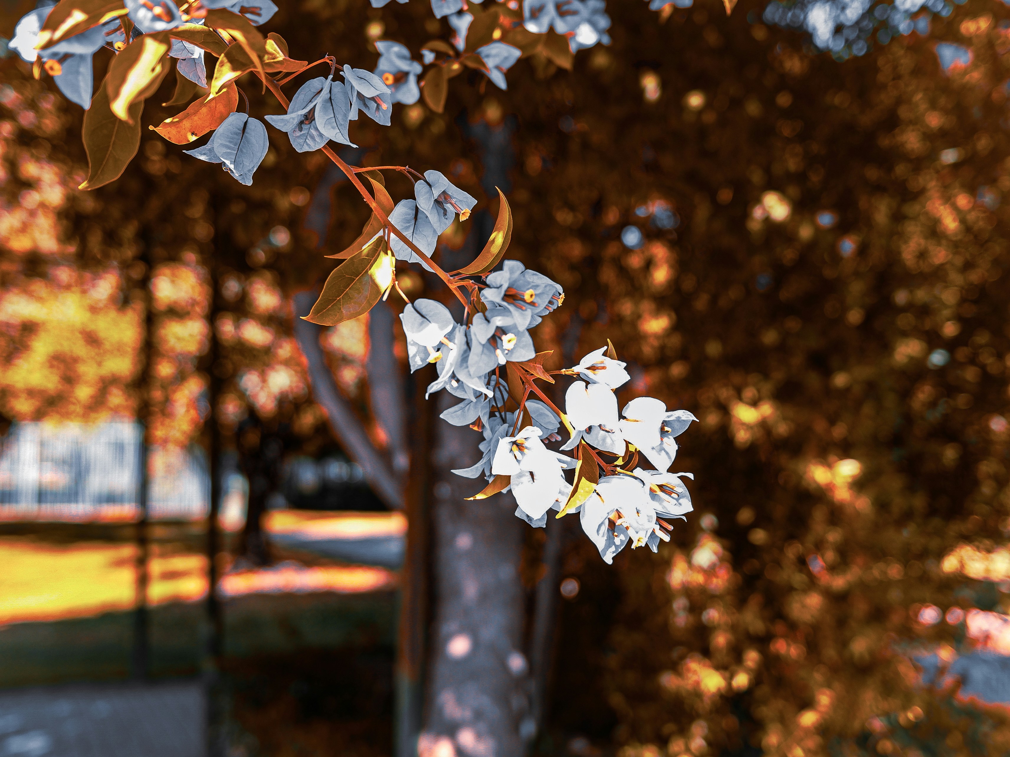 Photo by fransilvamar