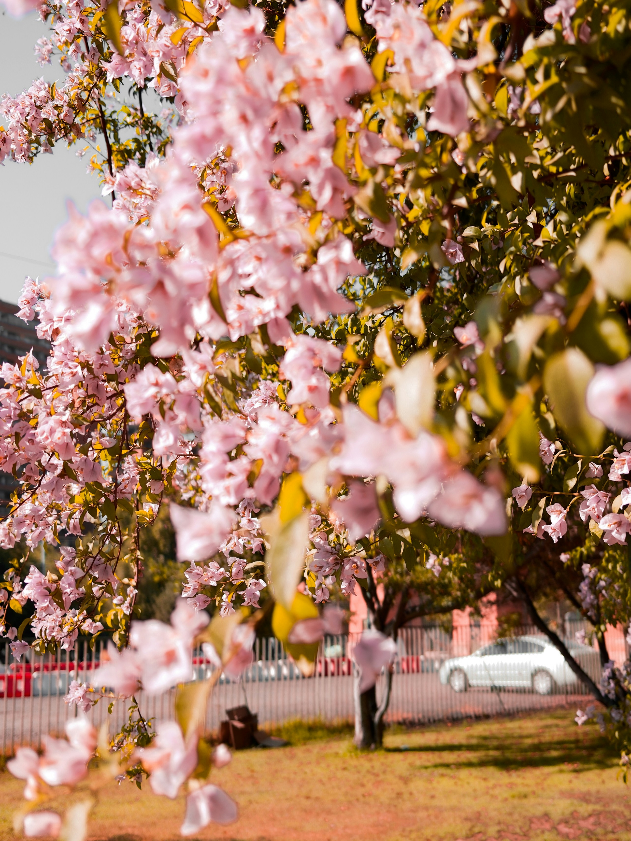 Photo by fransilvamar