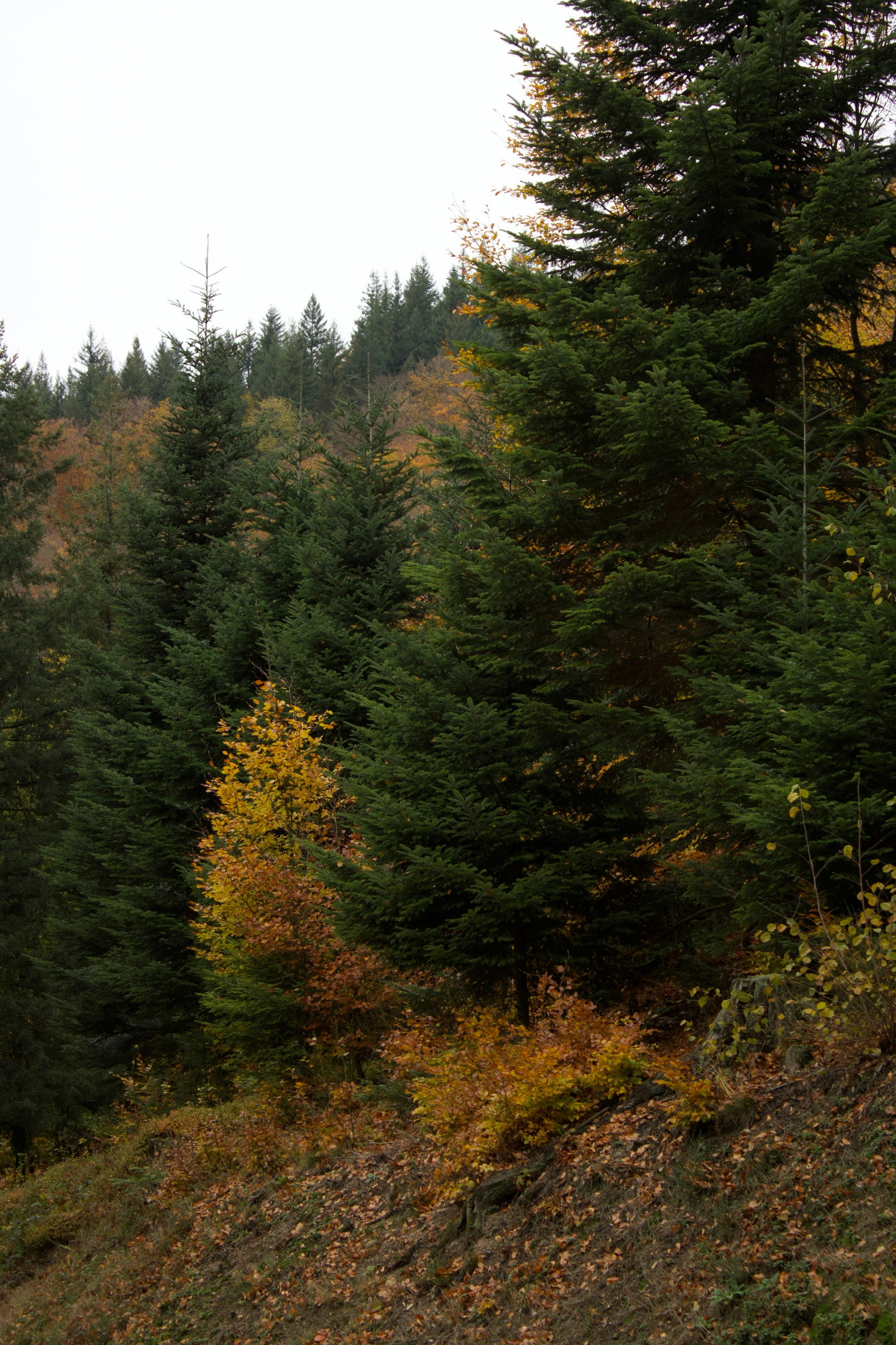 Photo by mihaelstojcevic