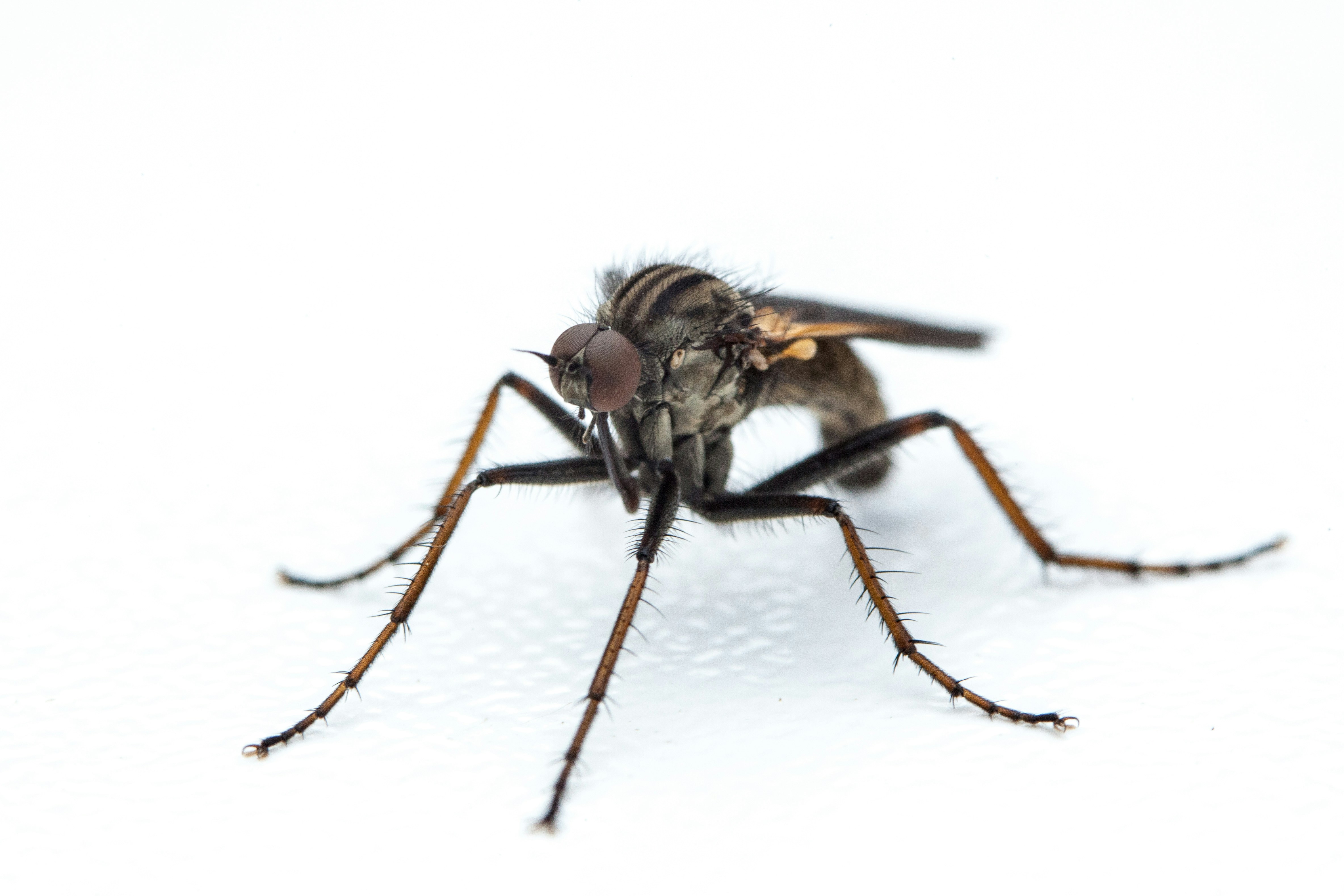 photo 1734601489746 a854122d2b99?crop=entropy&cs=tinysrgb&fit=max&fm=jpg&ixid=M3w1MjQ0NjR8MHwxfHNlYXJjaHw4fHxNb3NxdWl0byUyMGZvZ2dpbmd8ZW58MHwwfHx8MTczNTYyMzEwNnww&ixlib=rb 4.0