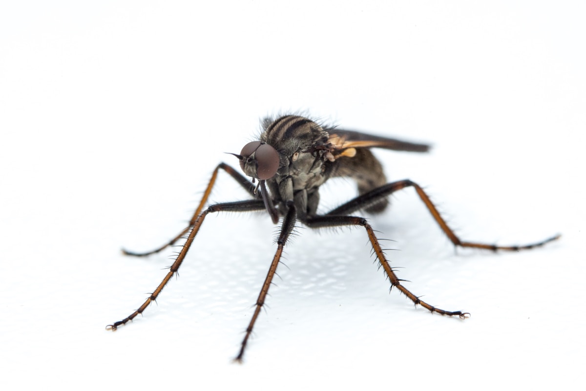 Insect Control image background image