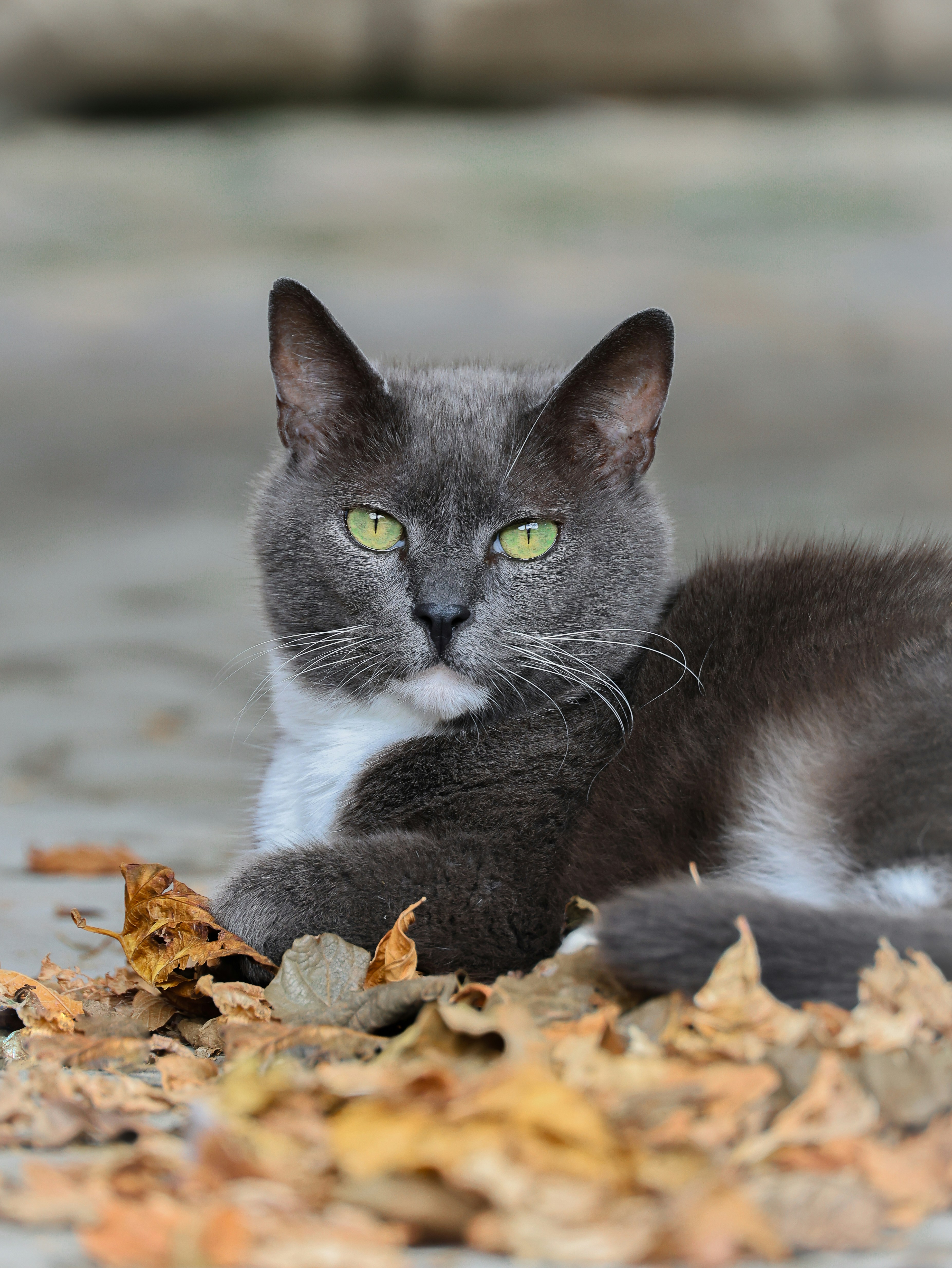 A gray and white cat laying on top of a pile of leaves