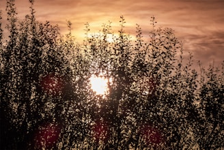 The sun is setting behind some trees