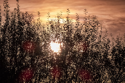 The sun is setting behind some trees