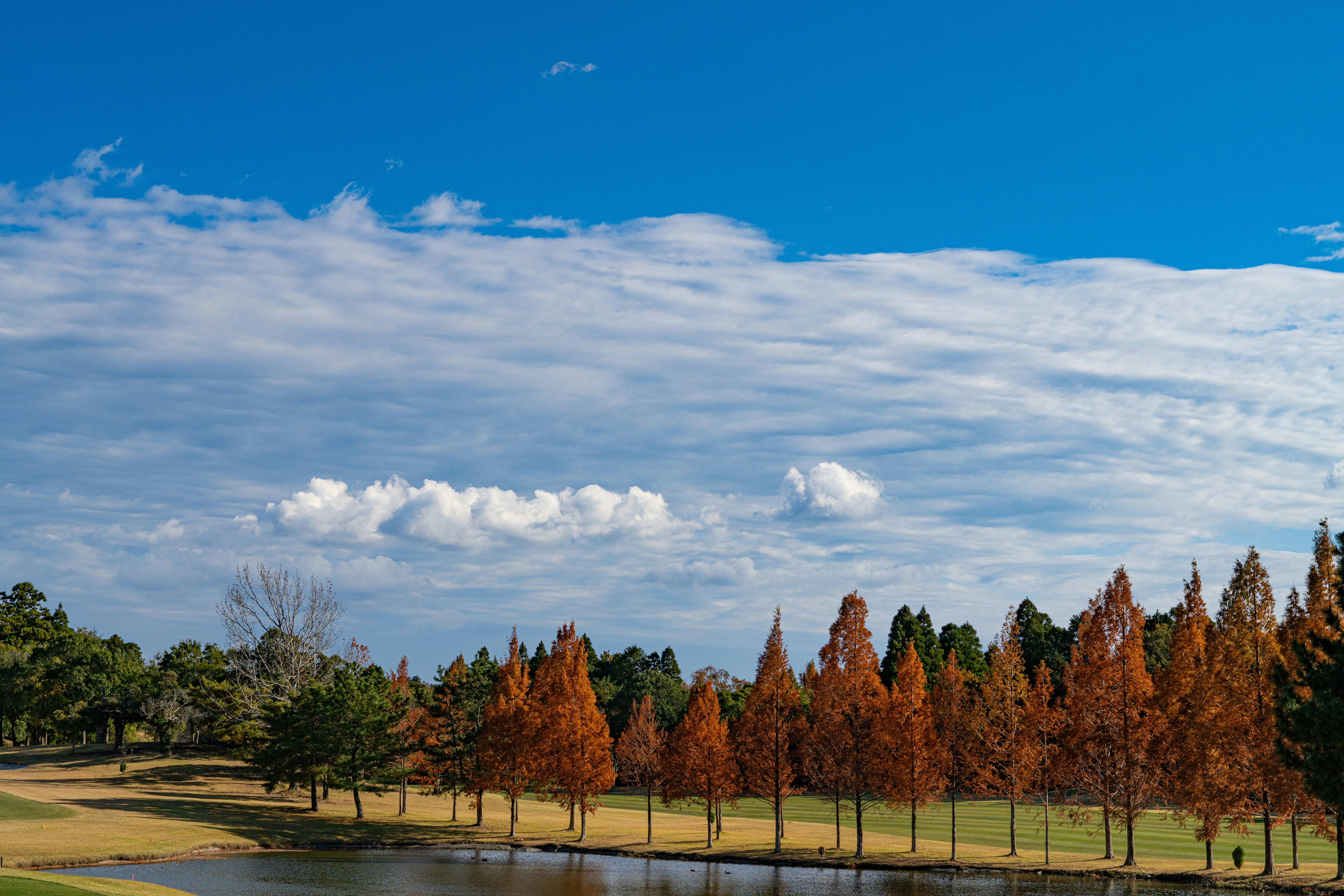 A golf course with a pond and trees in the background