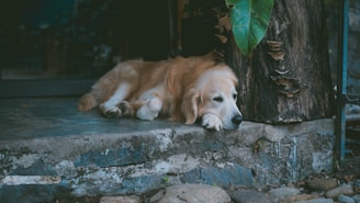 A dog laying on a step next to a tree