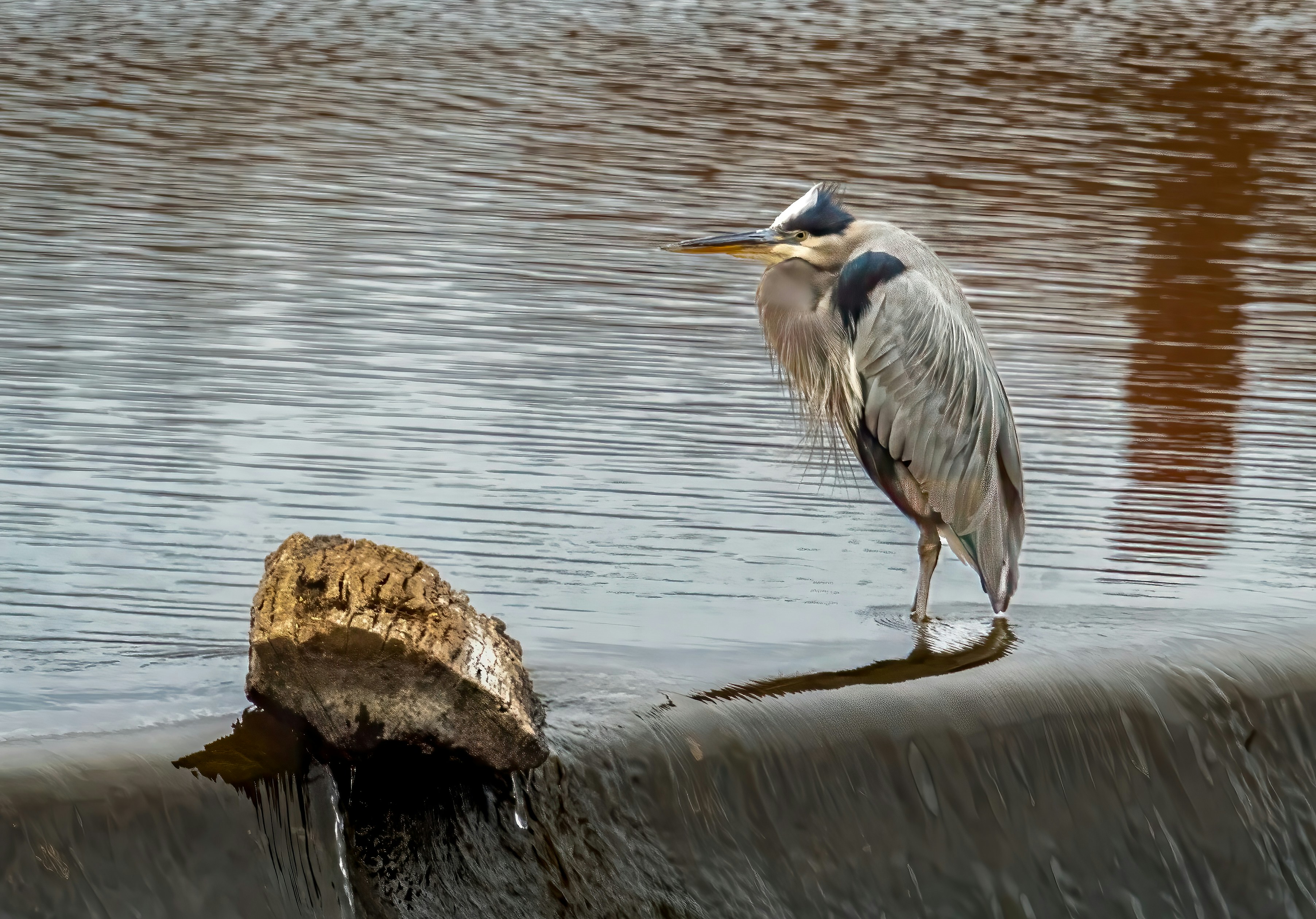 A bird is standing on the edge of the water