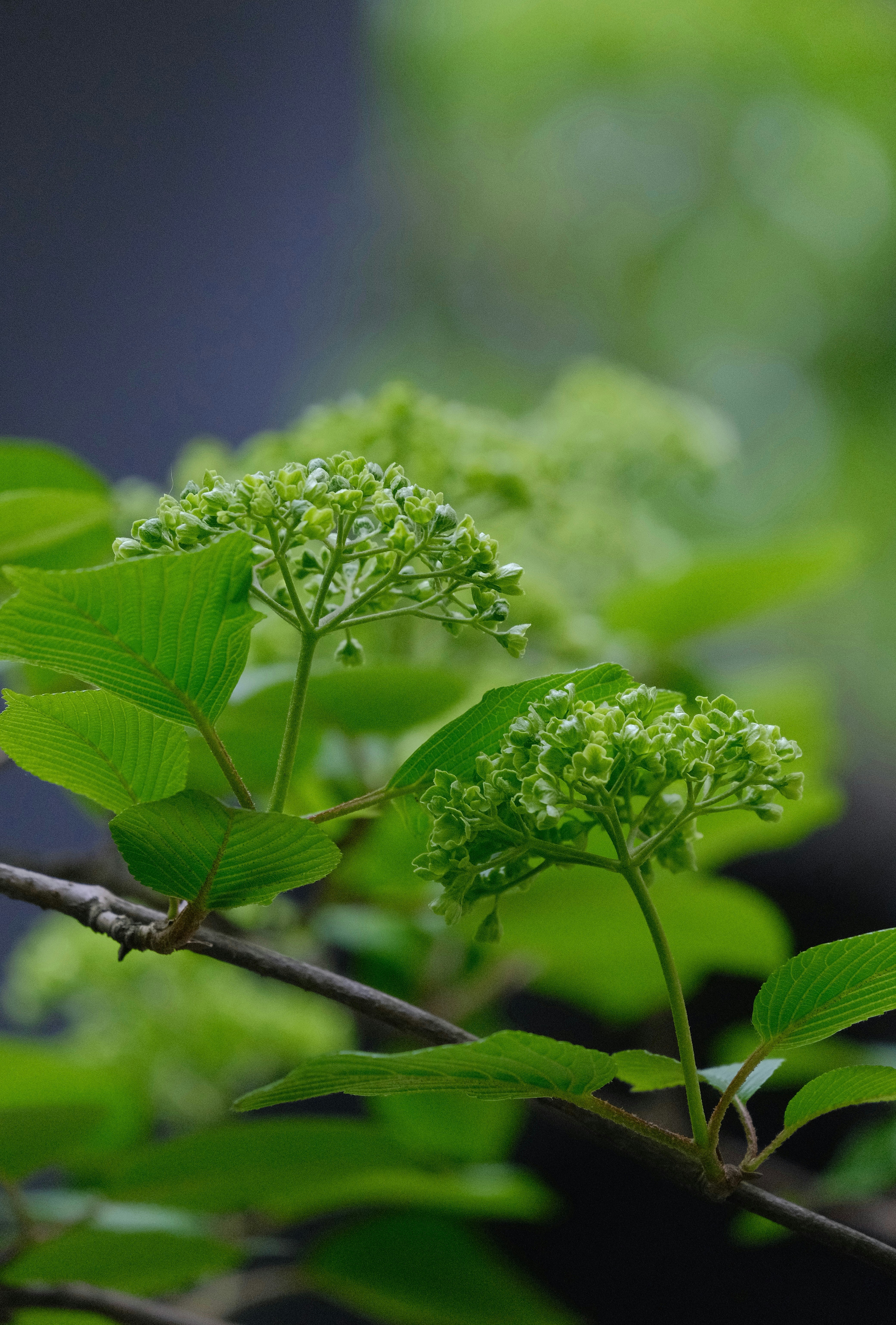 Photo by sinjintsang