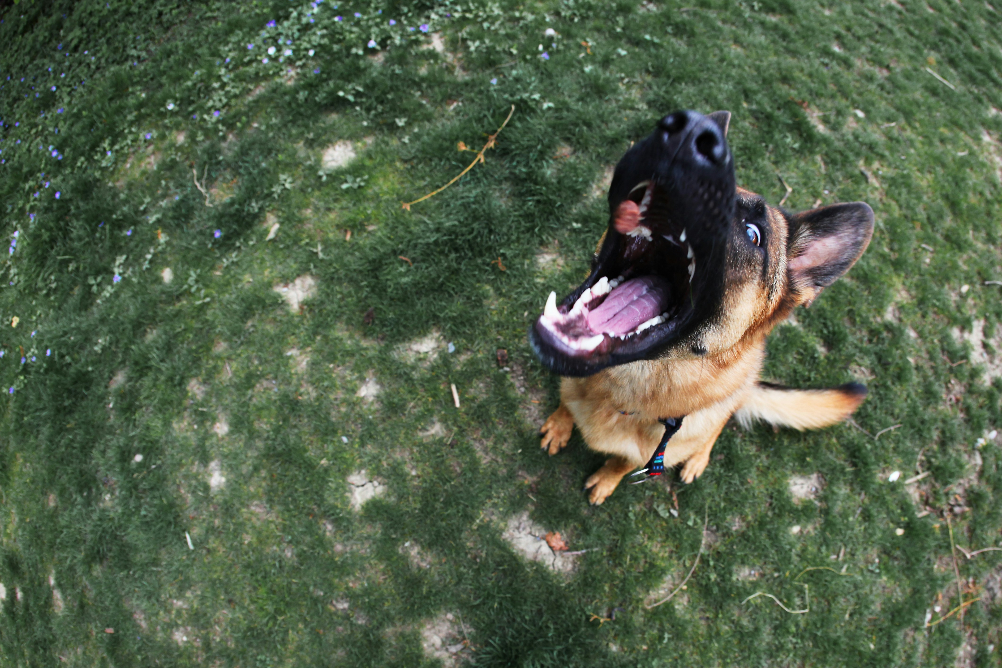 A dog sitting in the grass with its mouth open