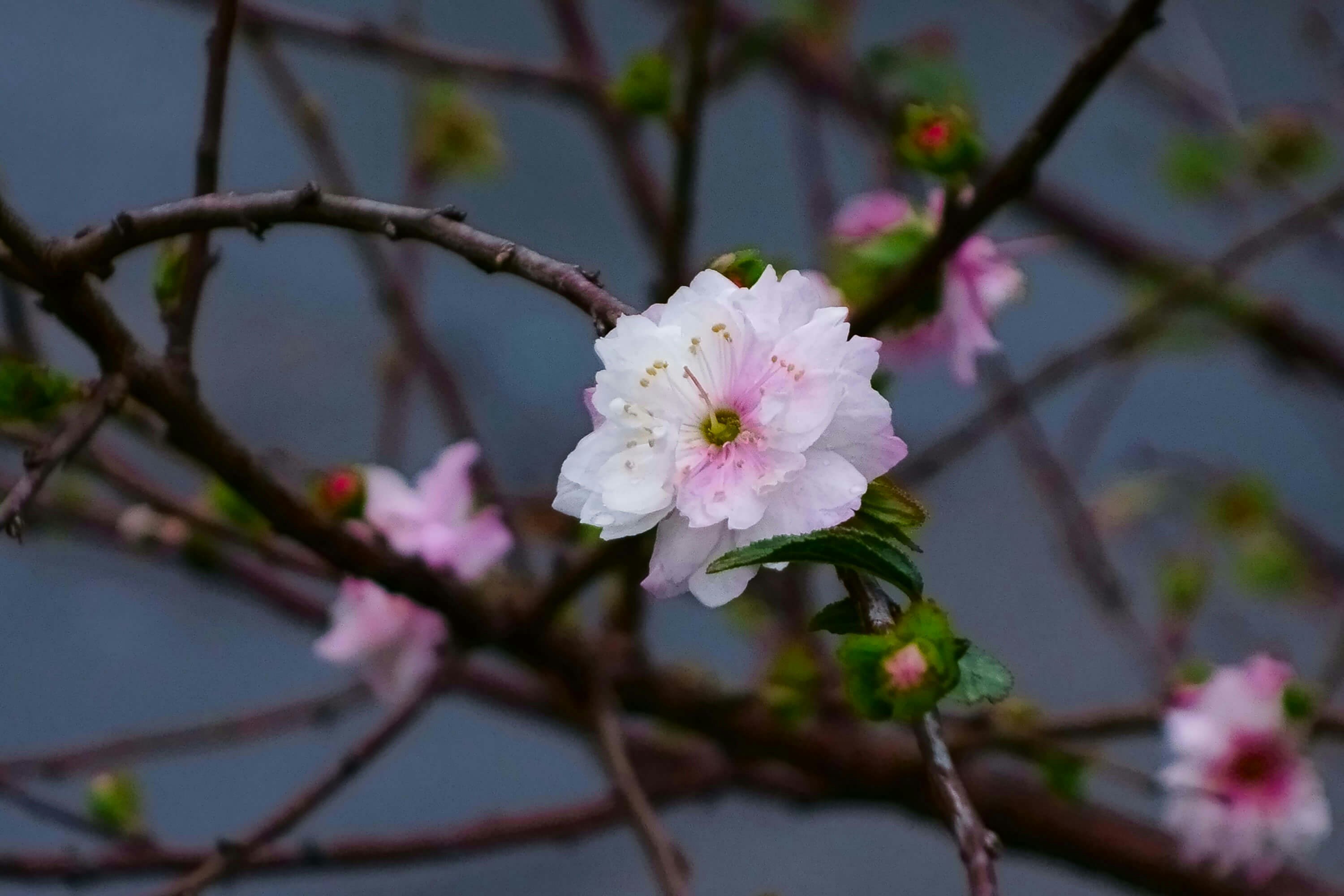 Photo by gingerlover