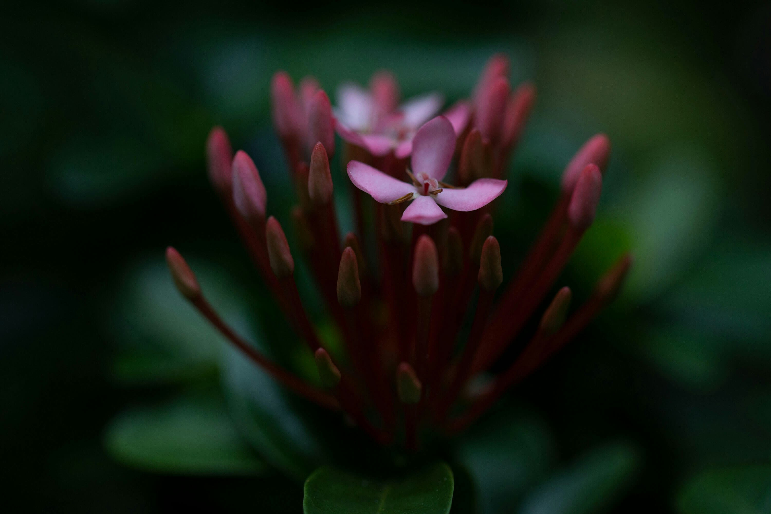 Photo by gingerlover