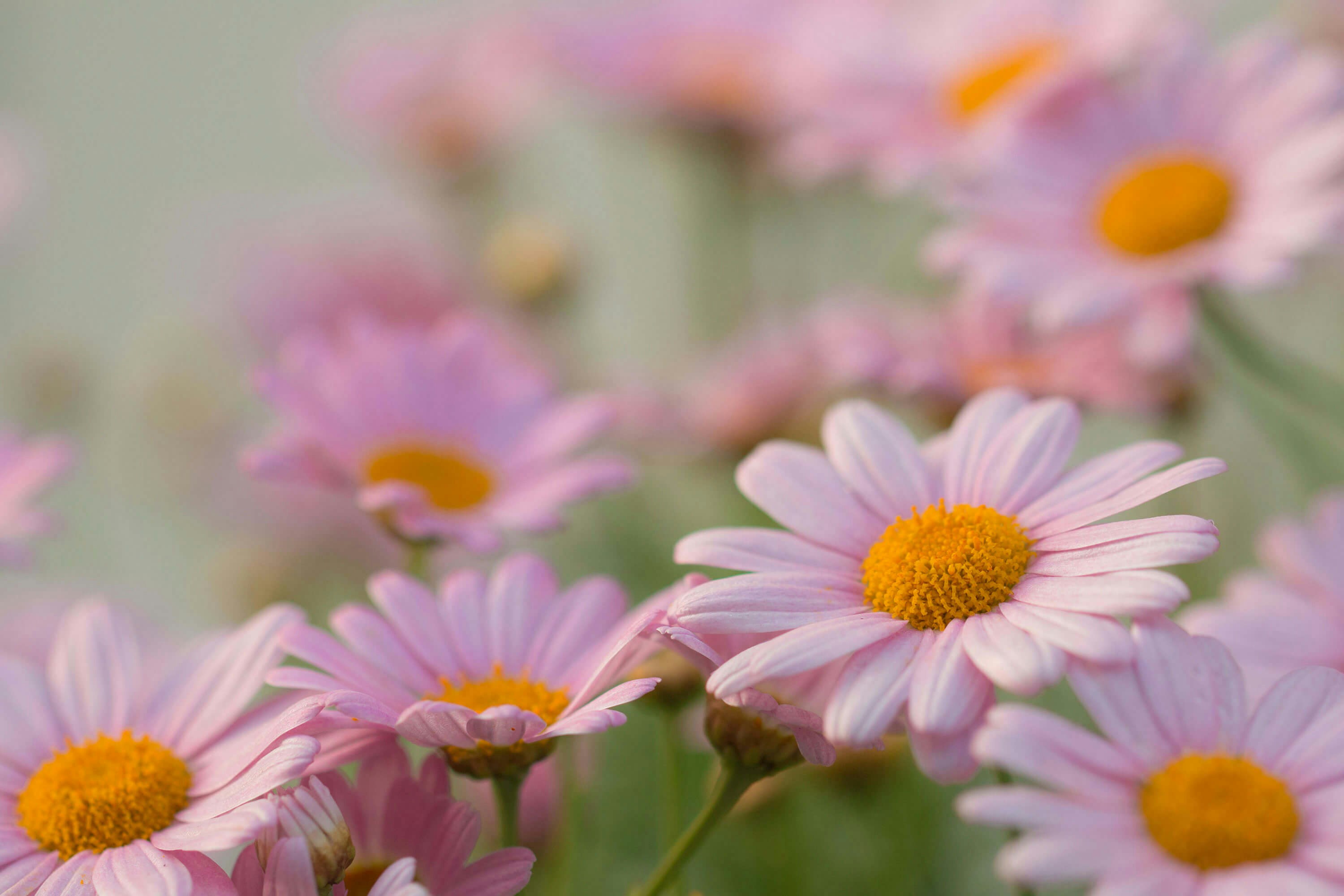 Photo by gingerlover