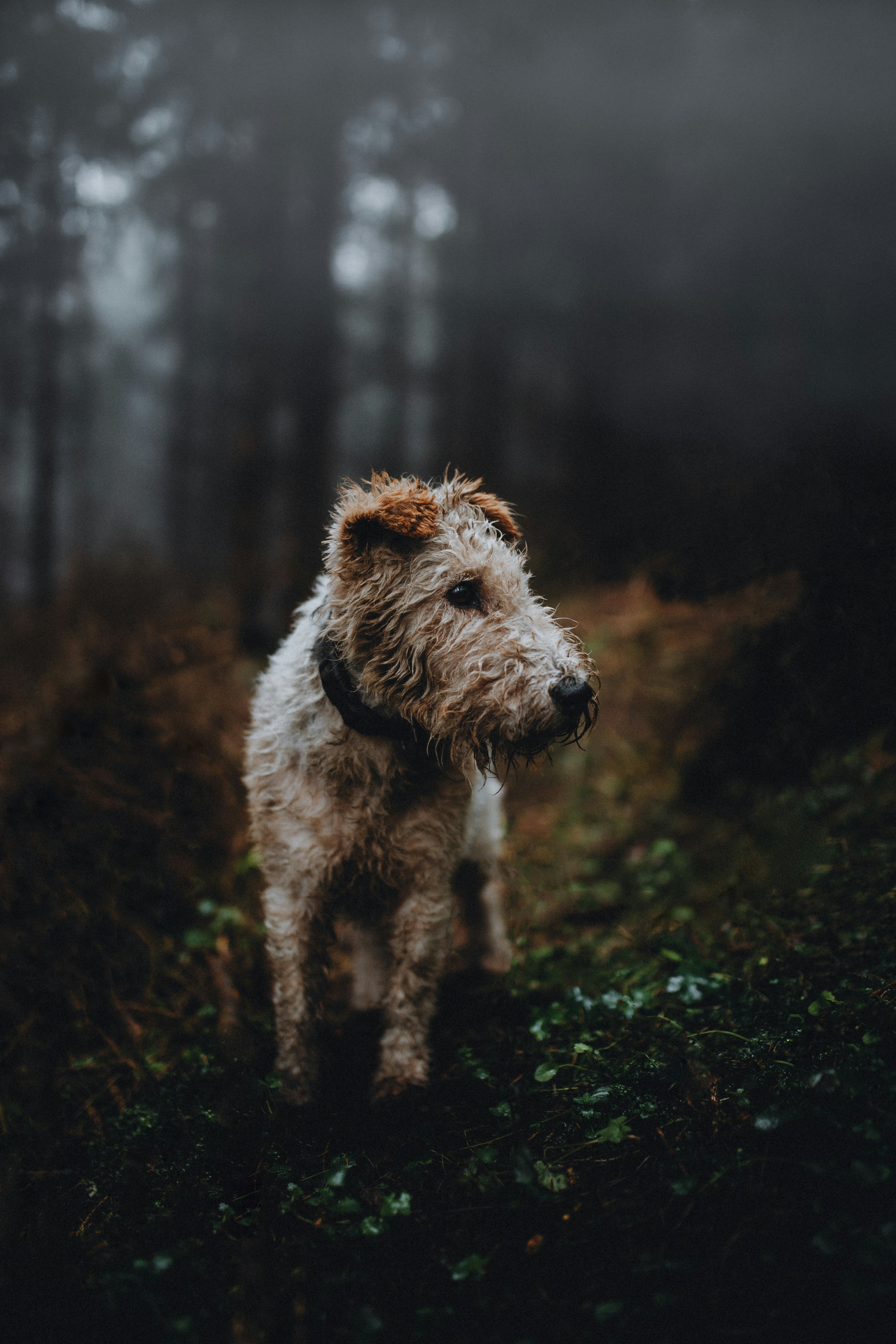 A dog standing in the middle of a forest