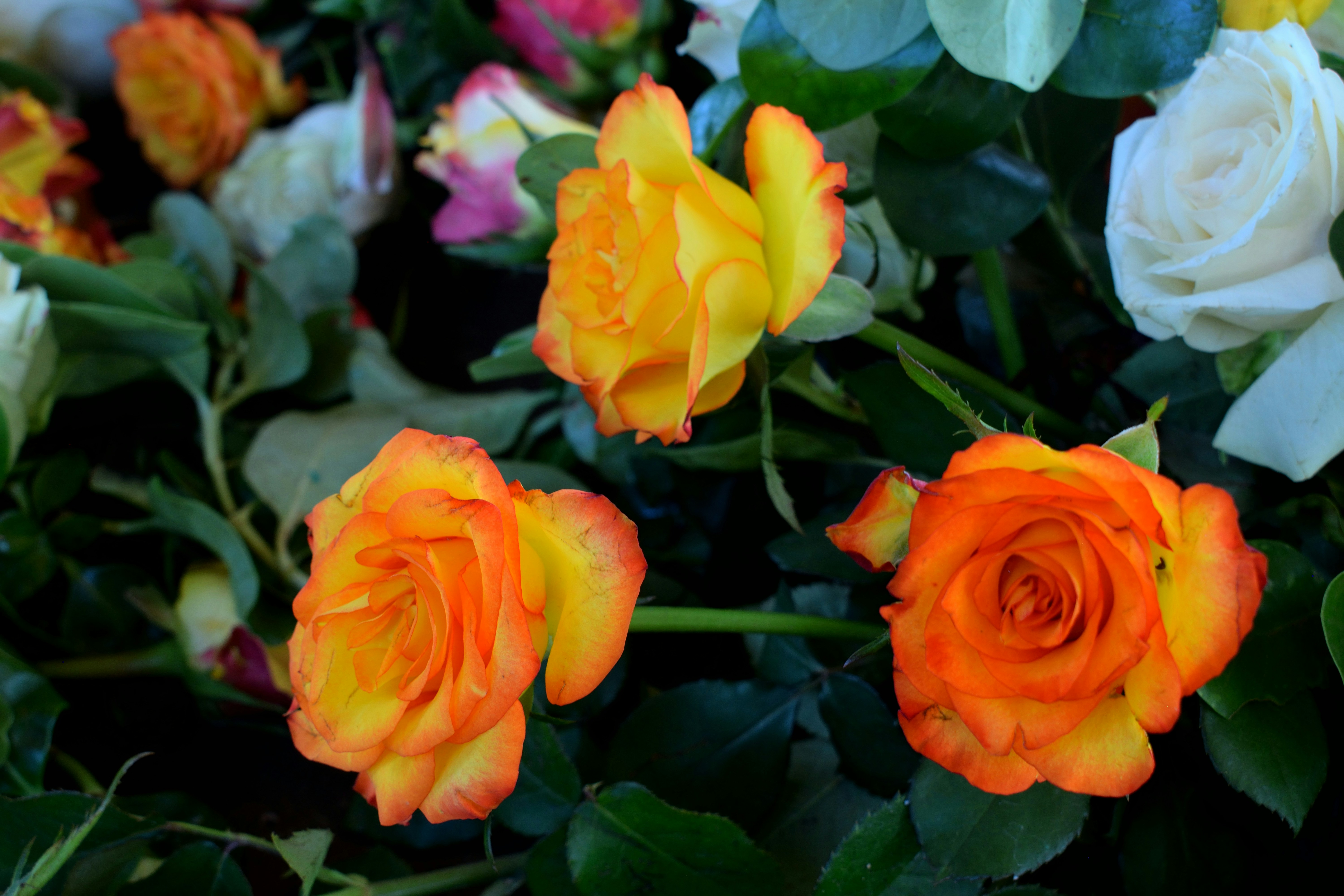 Photo by jeffthedonn