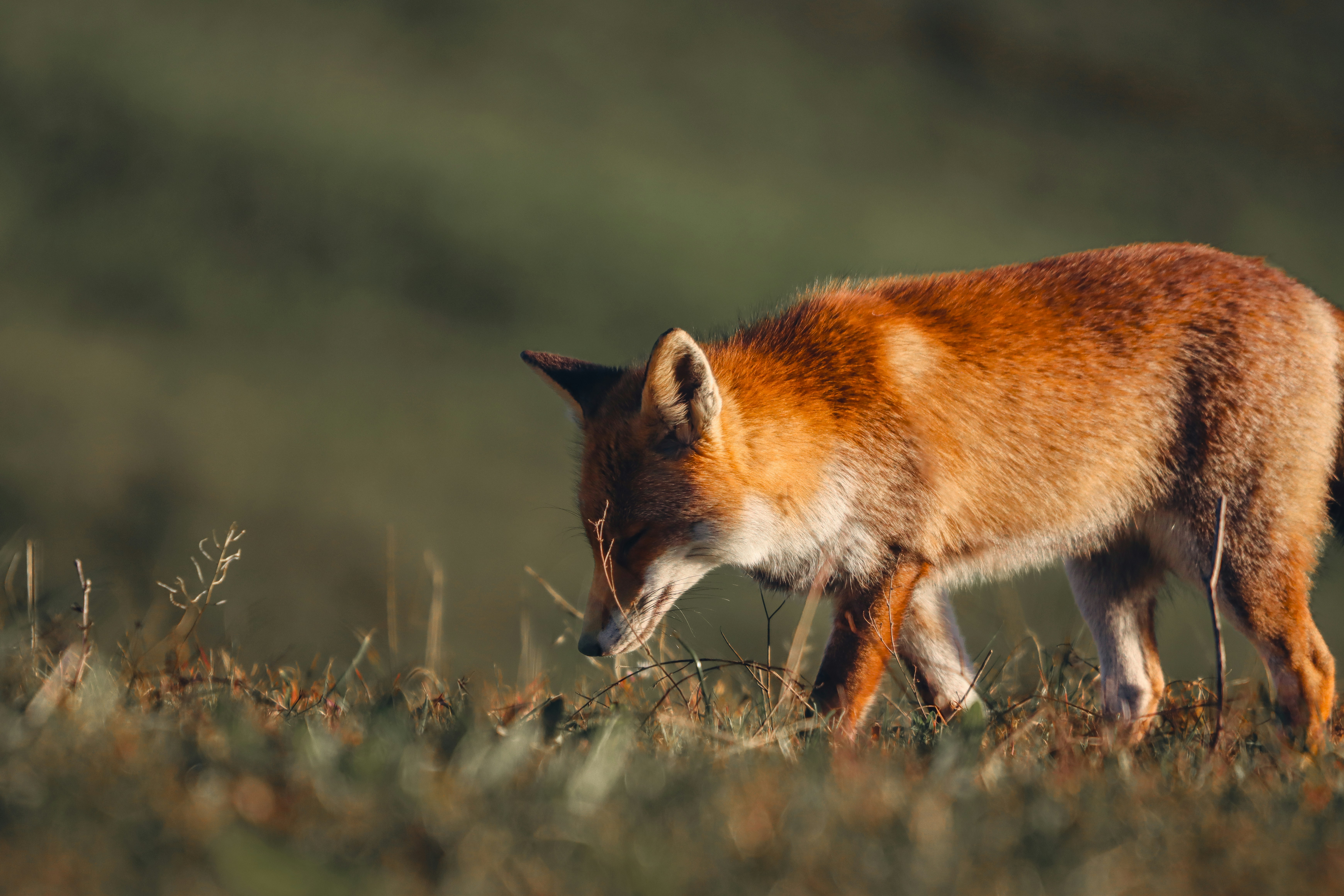 A red fox walking across a grass covered field