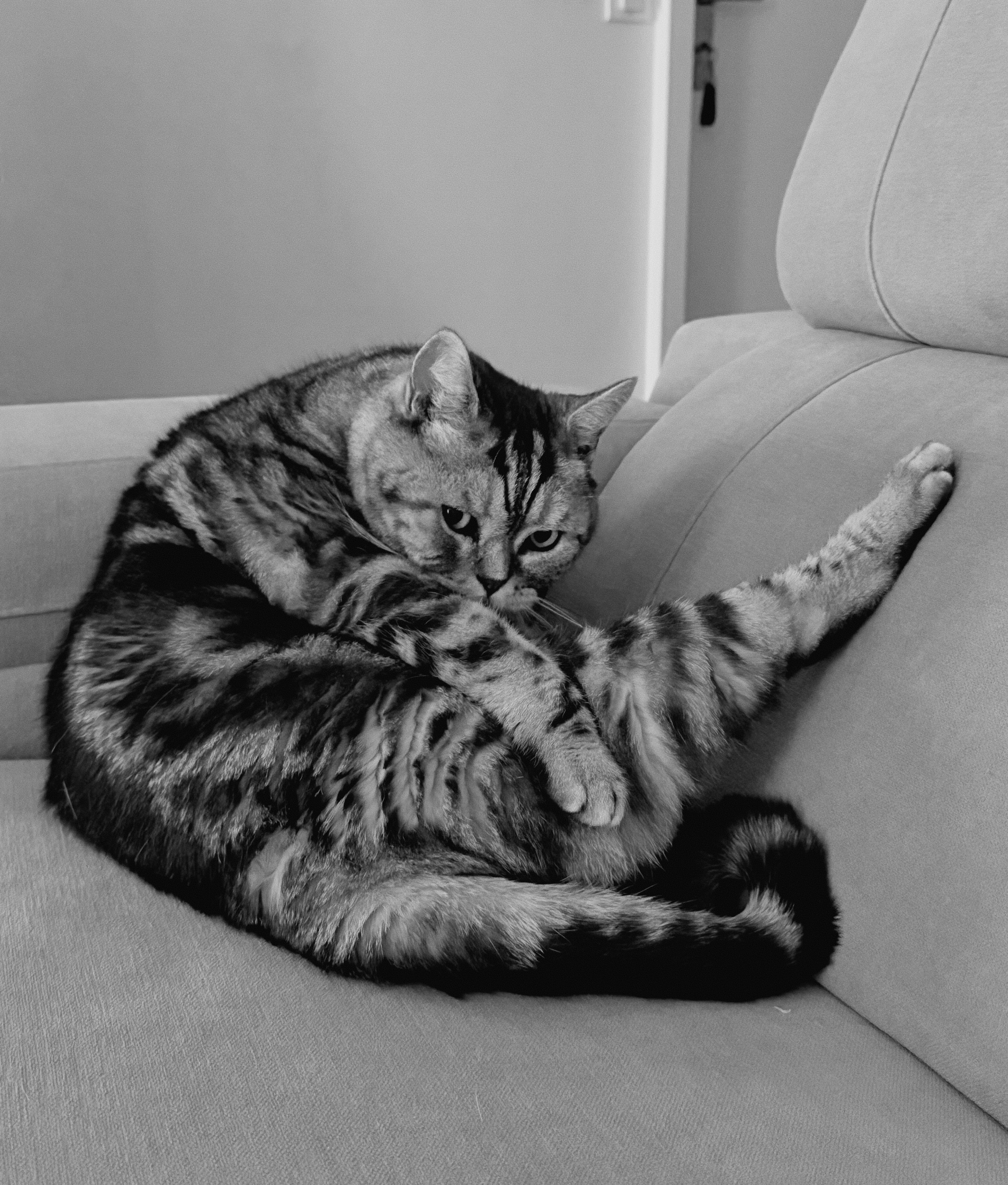 ソファに横たわる猫の白黒写真