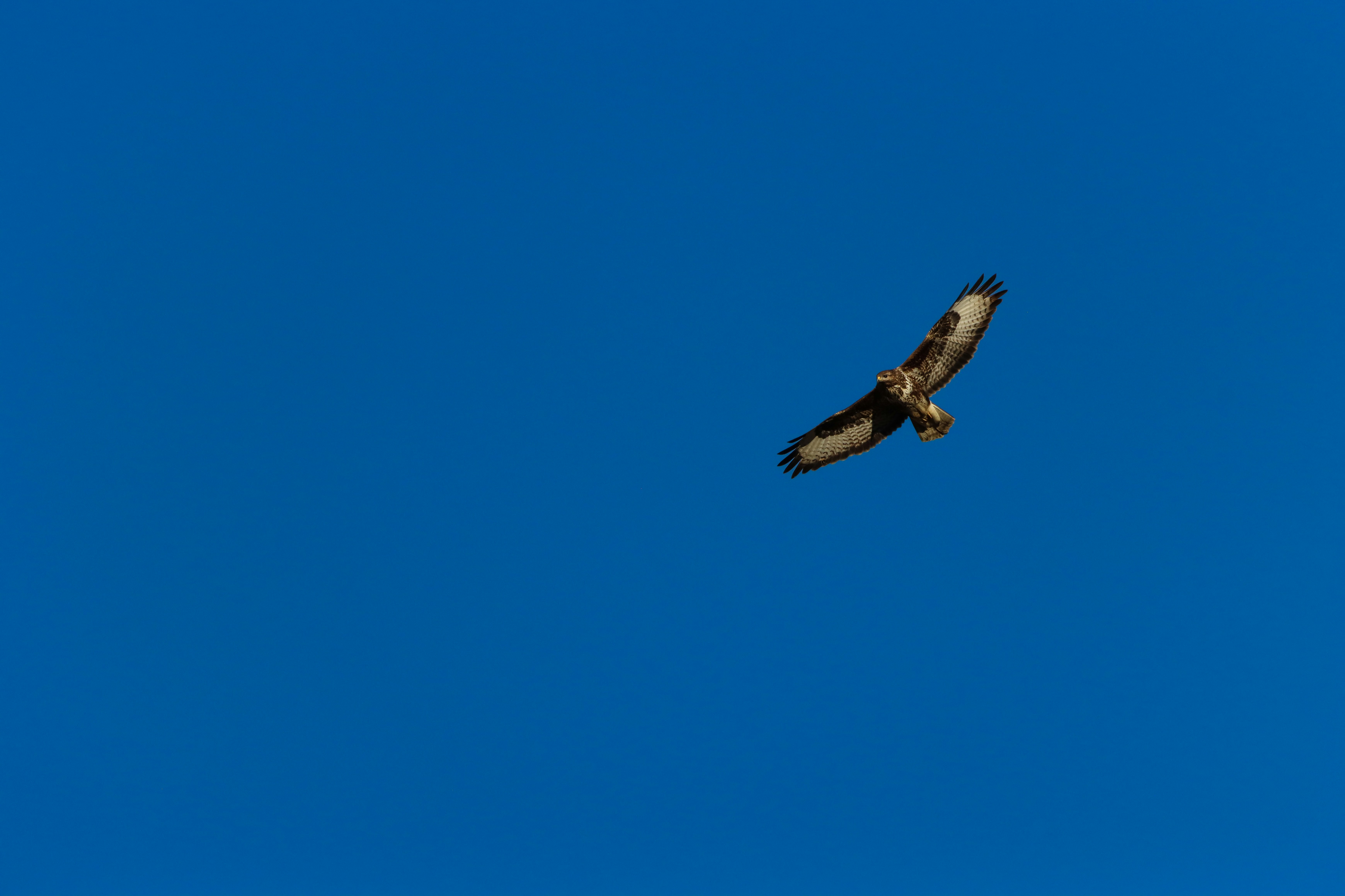 A large bird flying through a blue sky
