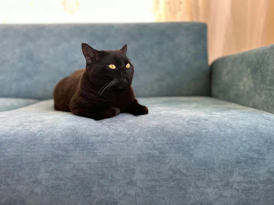 A black cat sitting on a blue couch