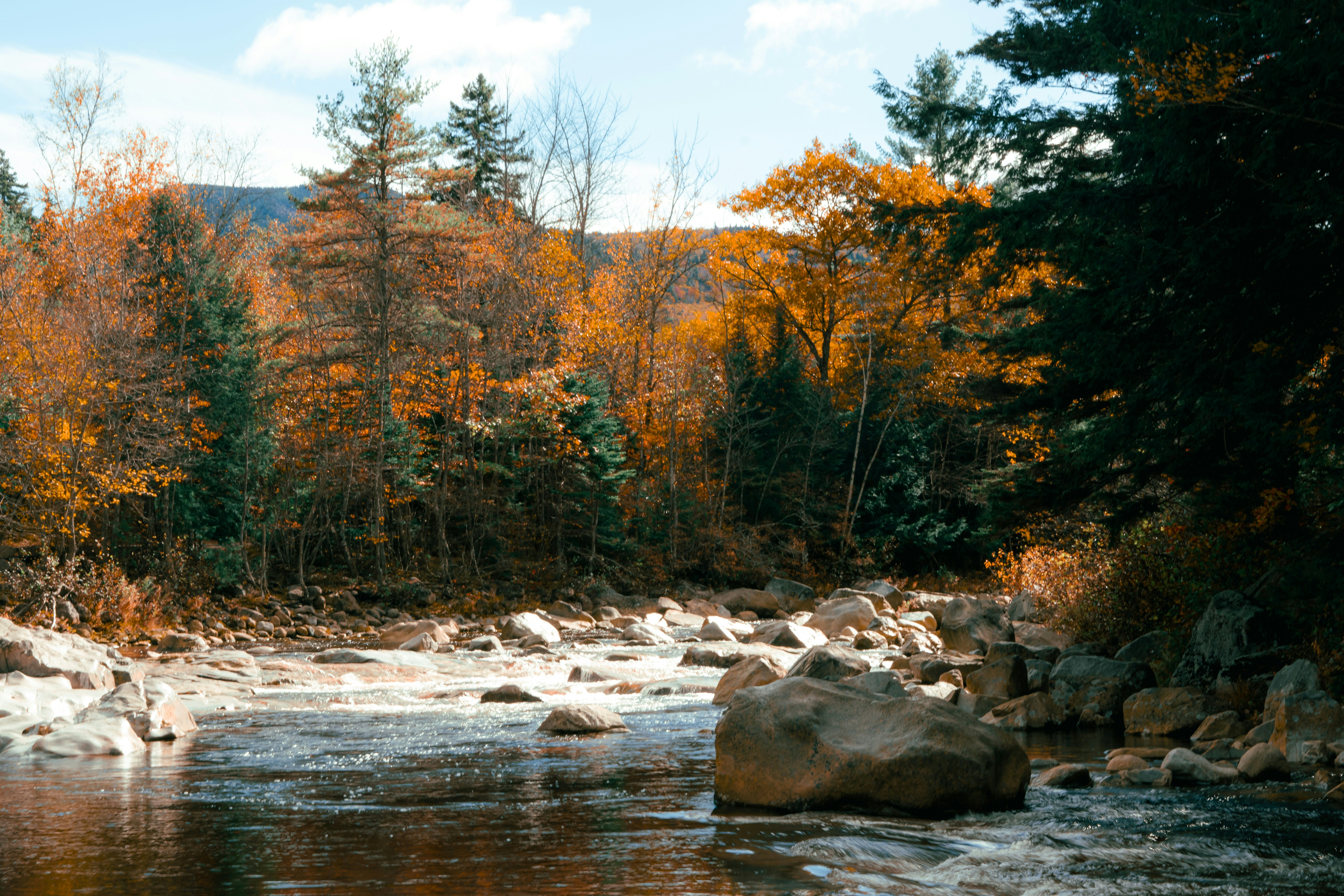 A river running through a forest filled with lots of trees