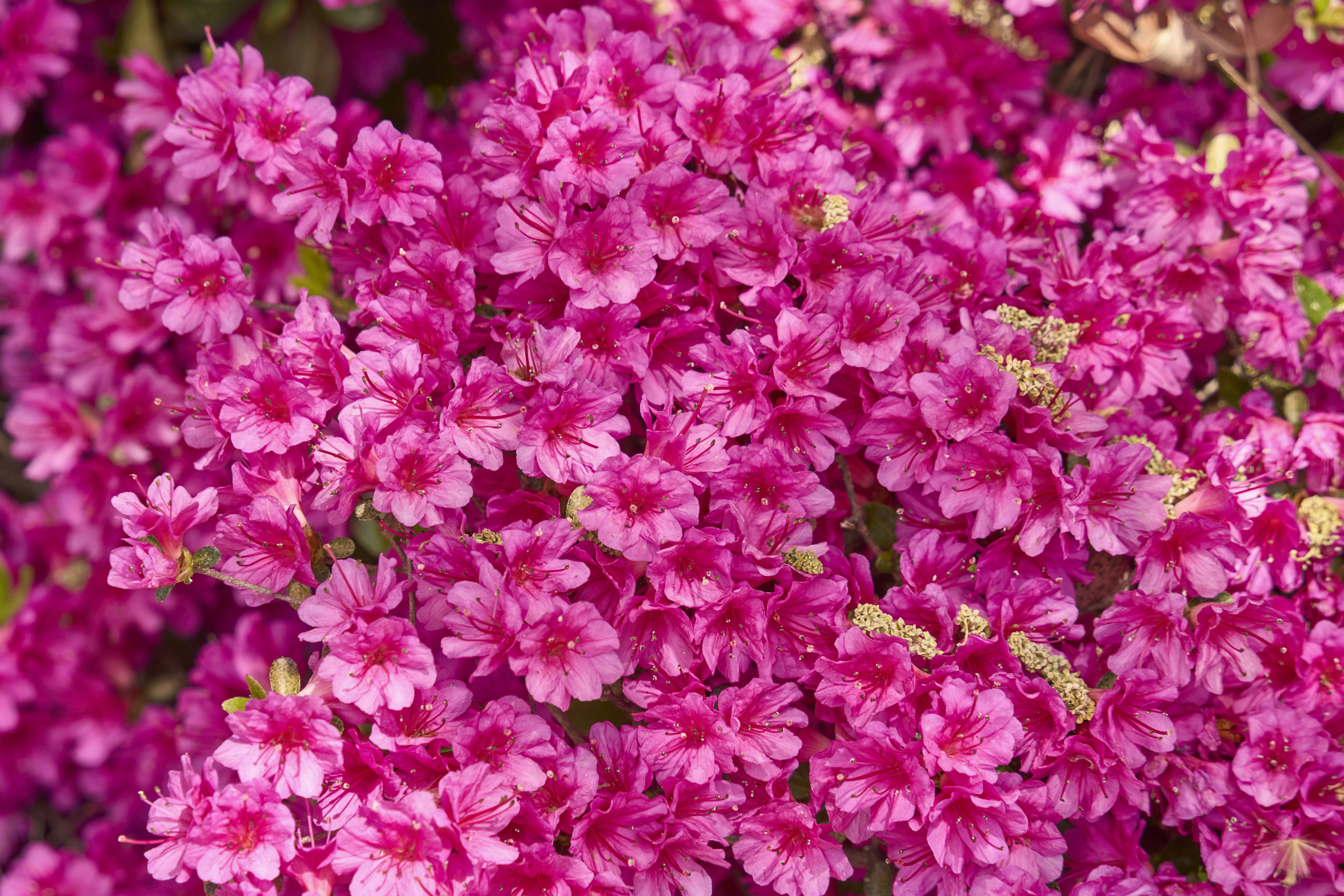 Photo by wolfgang_hasselmann