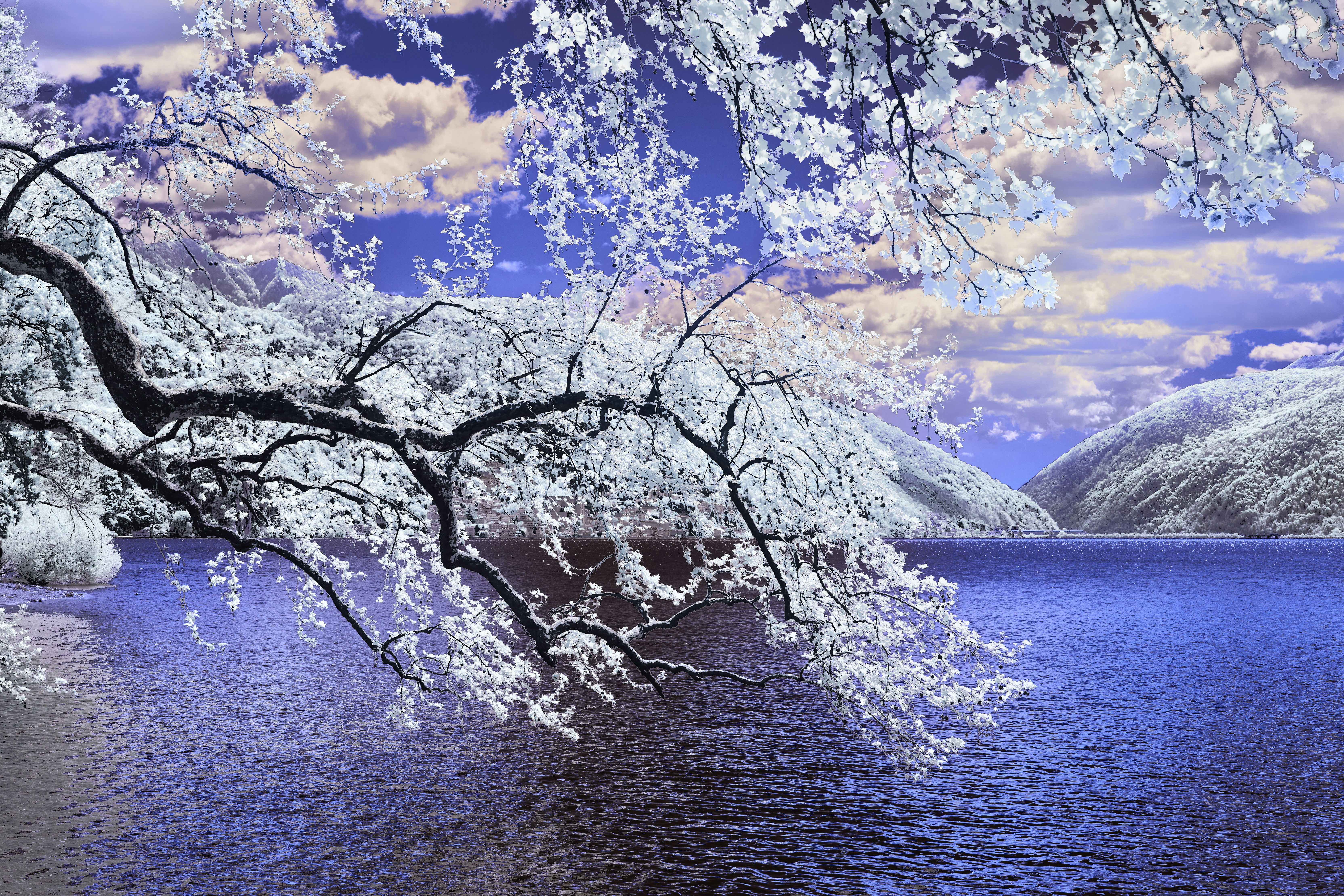 A painting of a tree over a body of water
