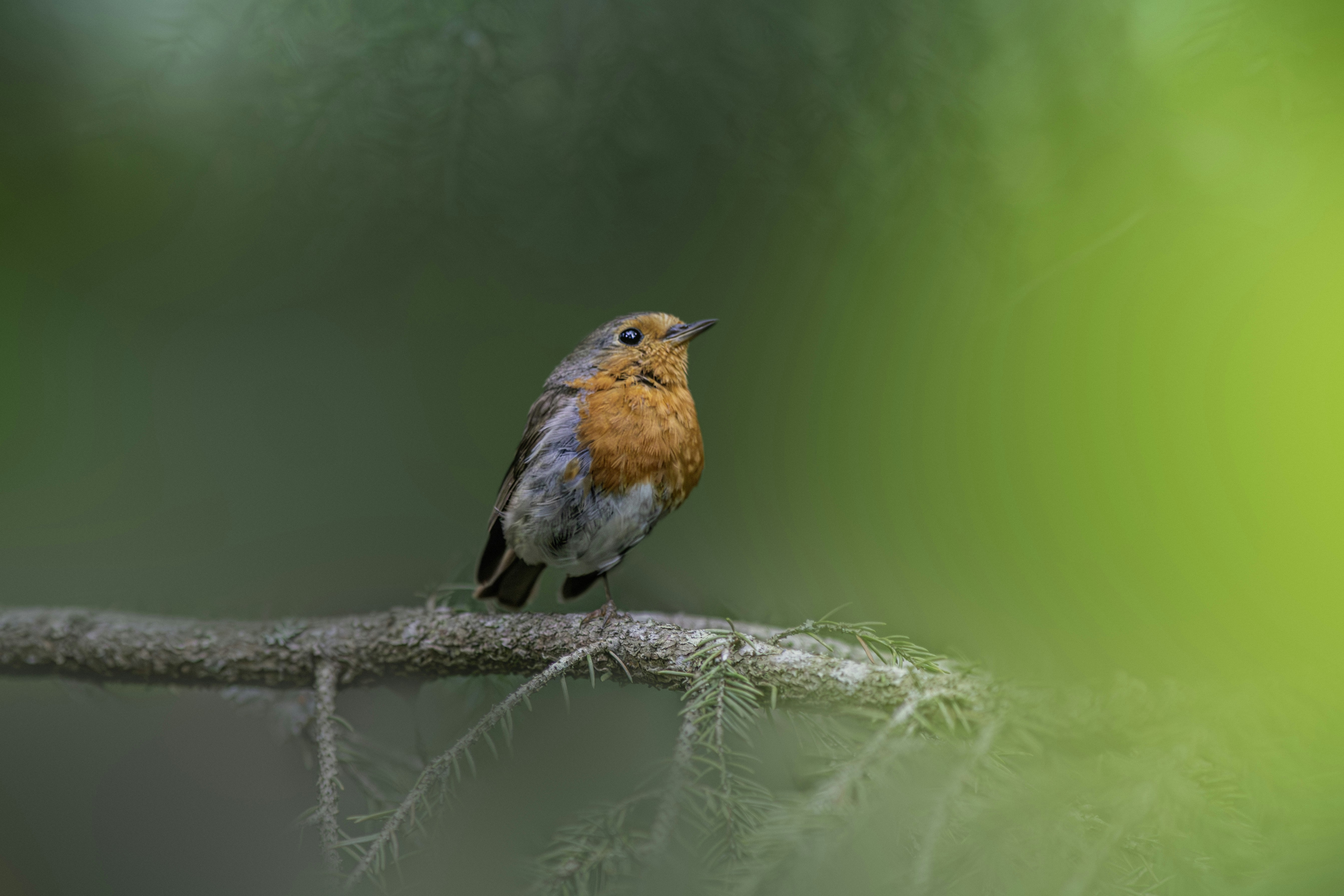 Photo by erik_karits