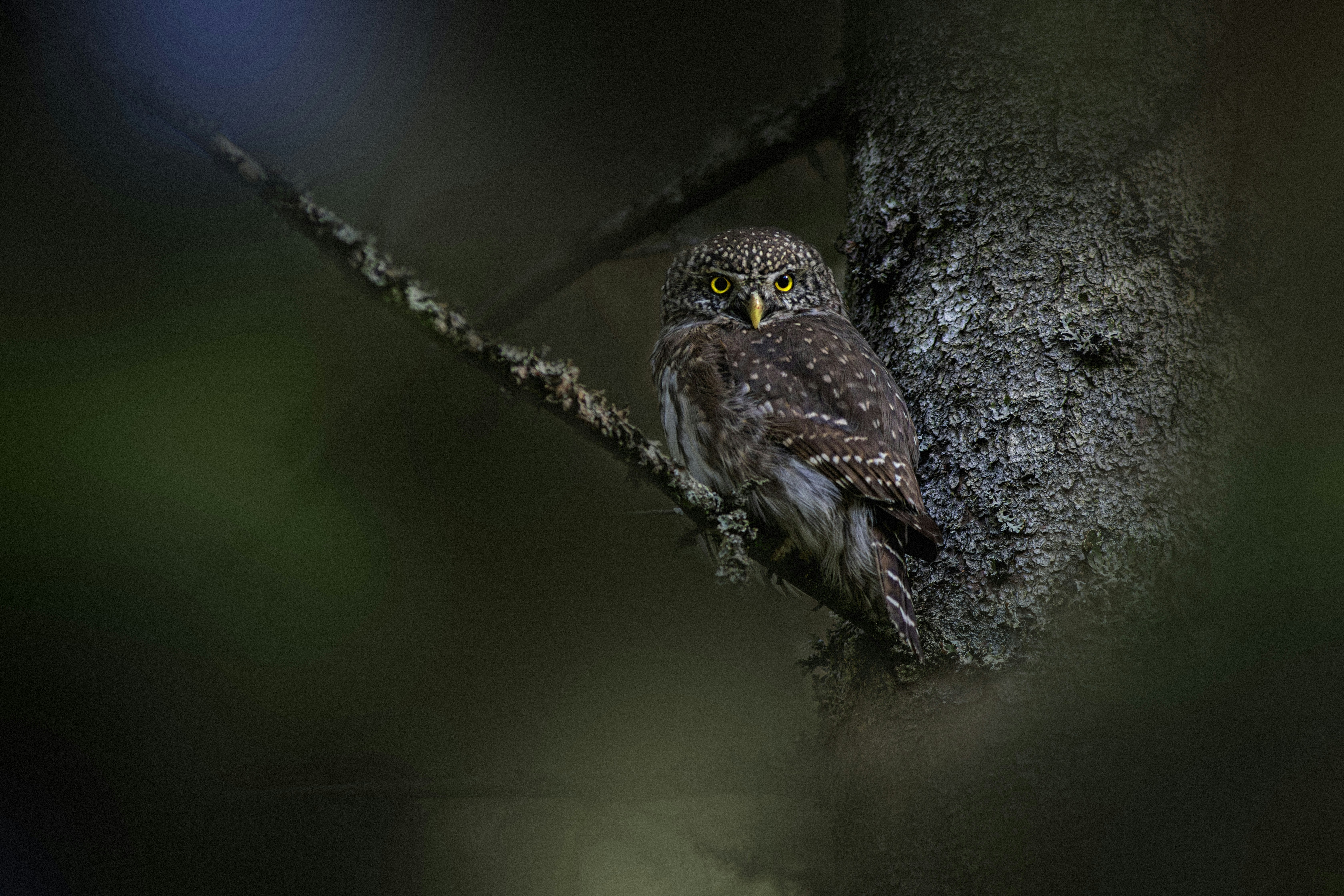 Photo by erik_karits