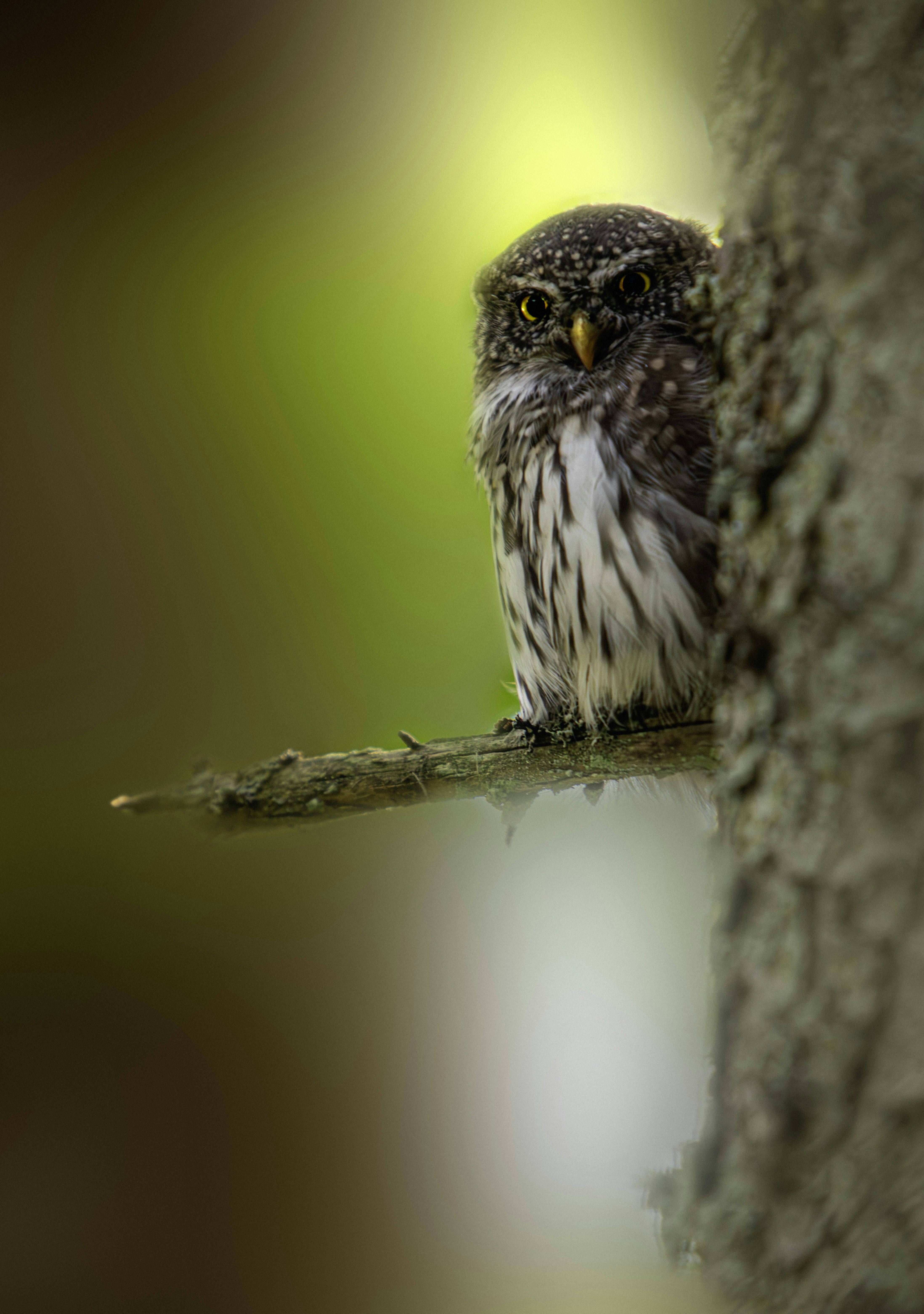 Photo by erik_karits