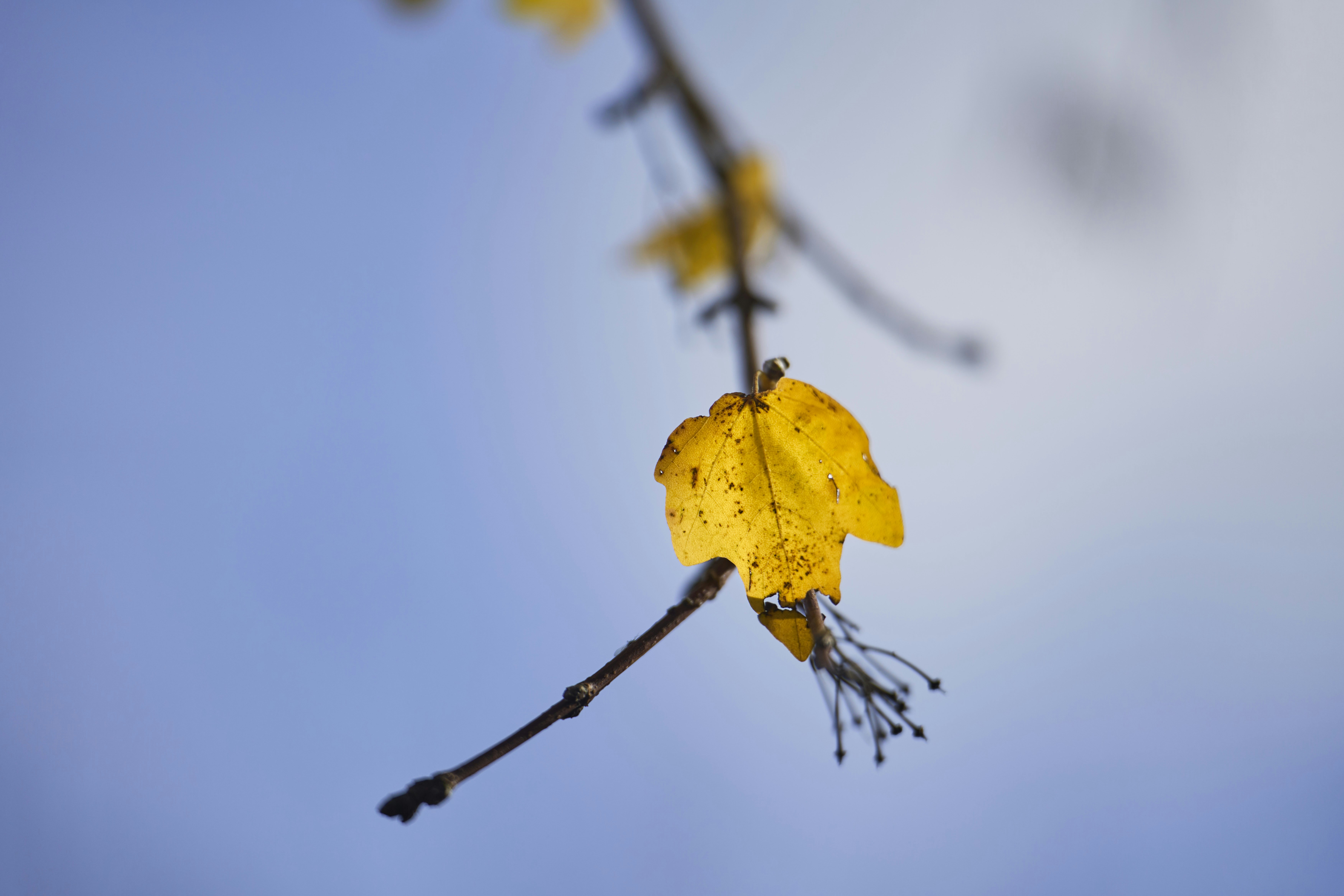 Photo by wolfgang_hasselmann