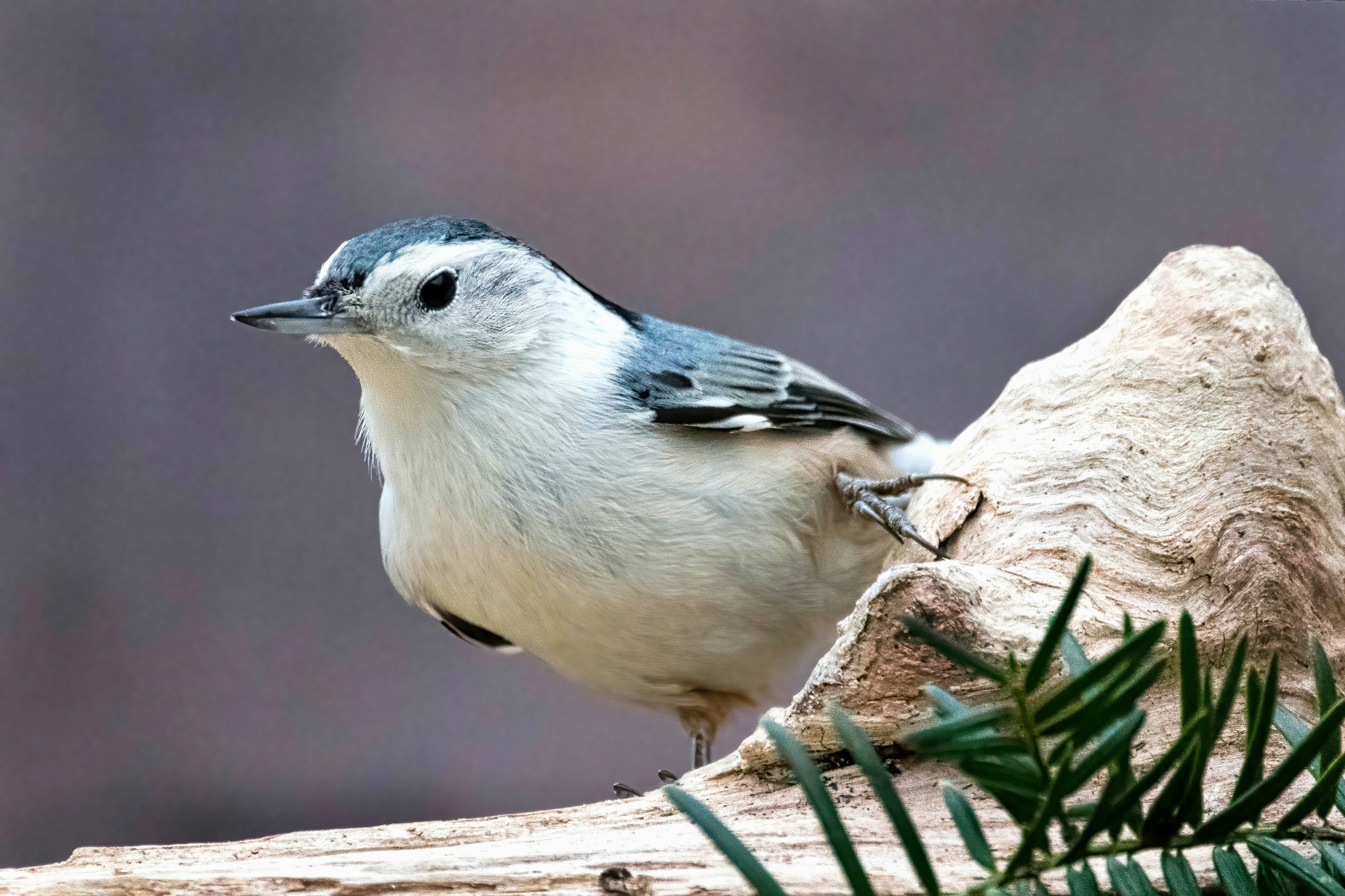 A small bird sitting on top of a tree branch