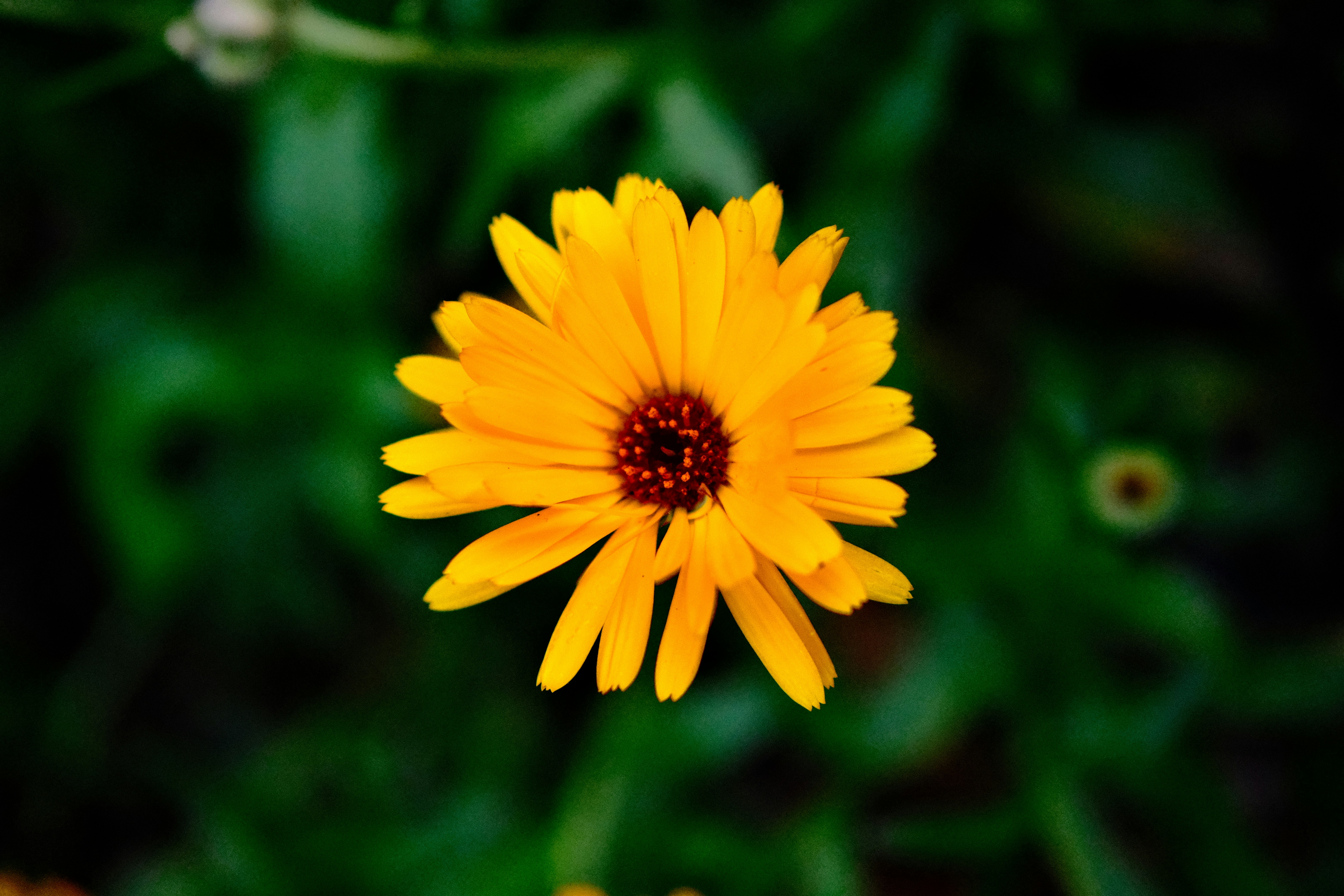 Photo by jacobmitani12