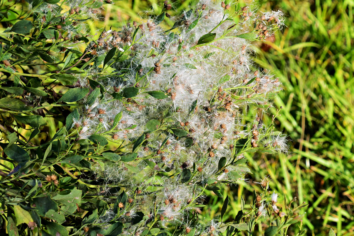 Mealybug Pest on Plant Leaves — Treatment Guide India