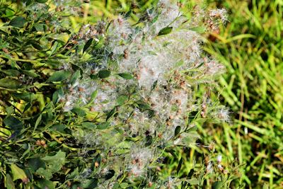 Mealybug Pest on Plant Leaves — Treatment Guide India