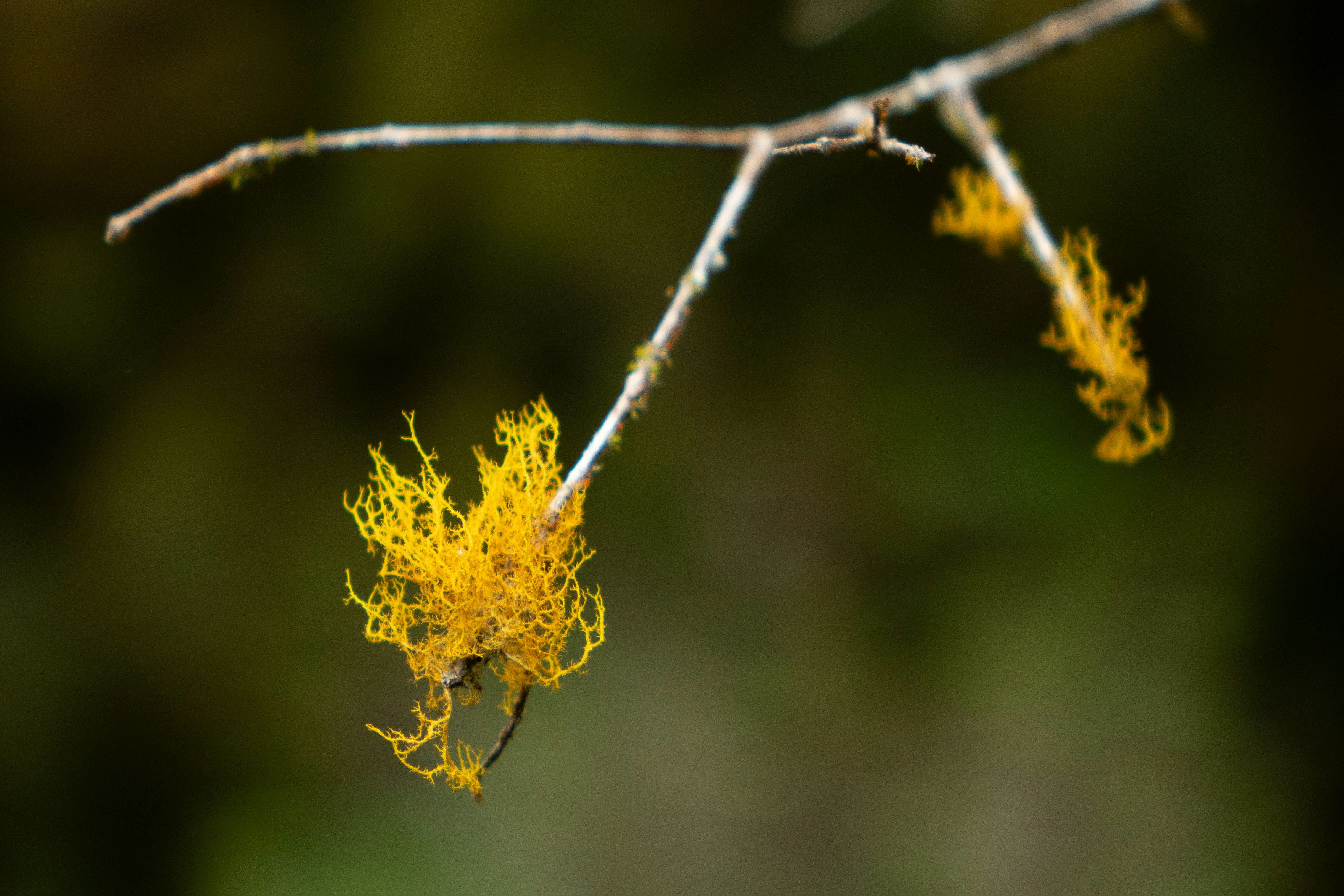 Photo by caitlinferwin