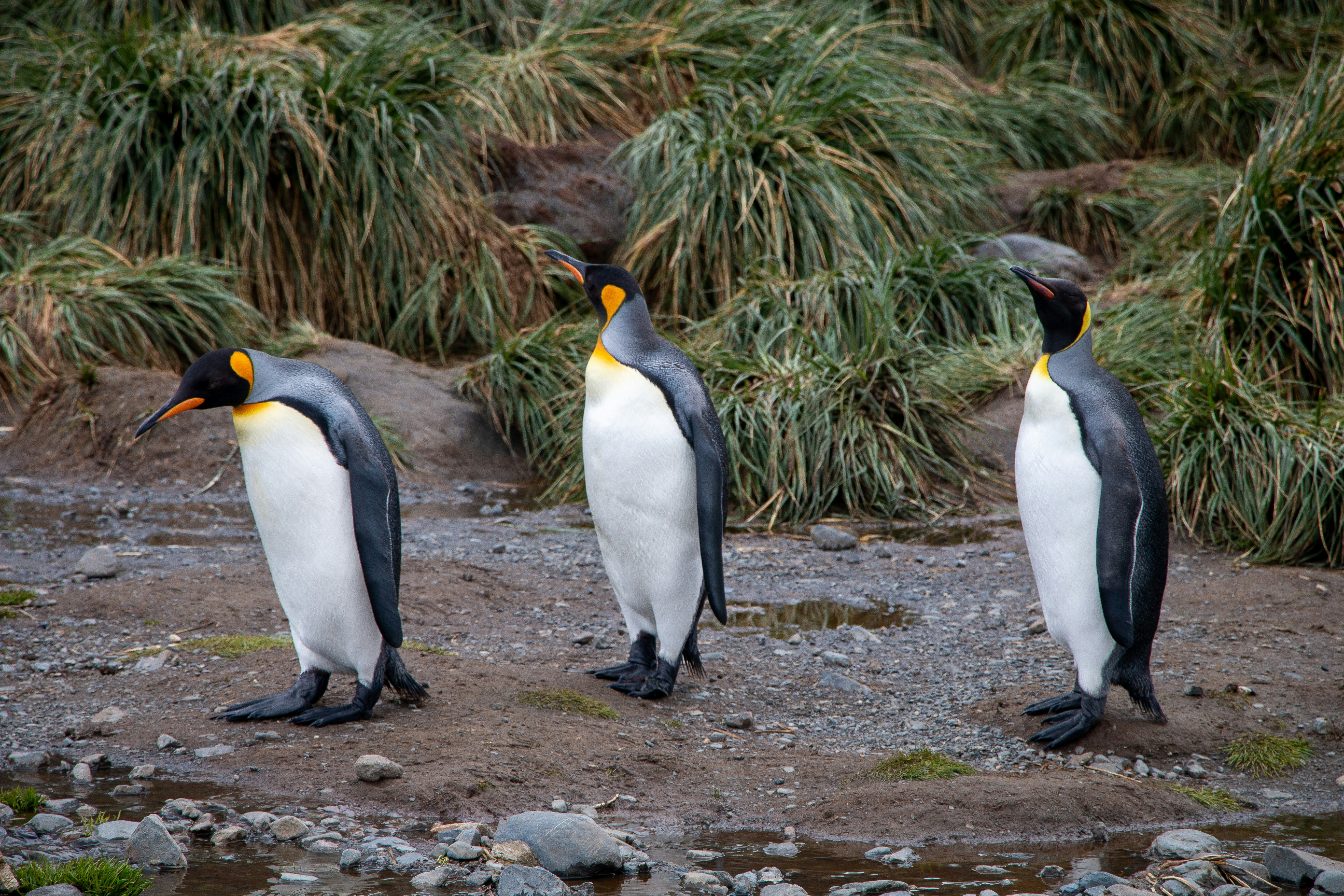 Photo by arcticdesirecom