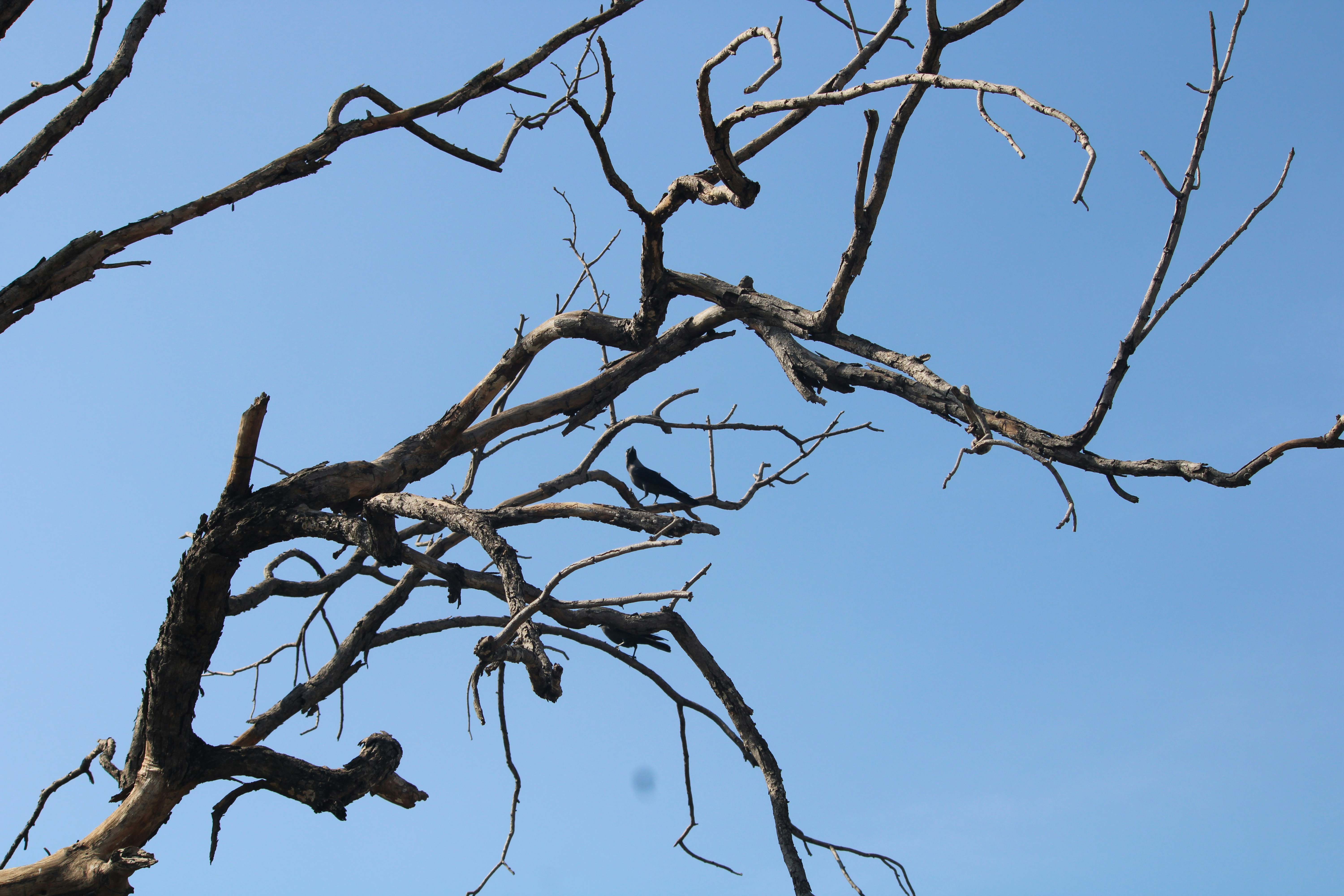 Photo by apuravmanas