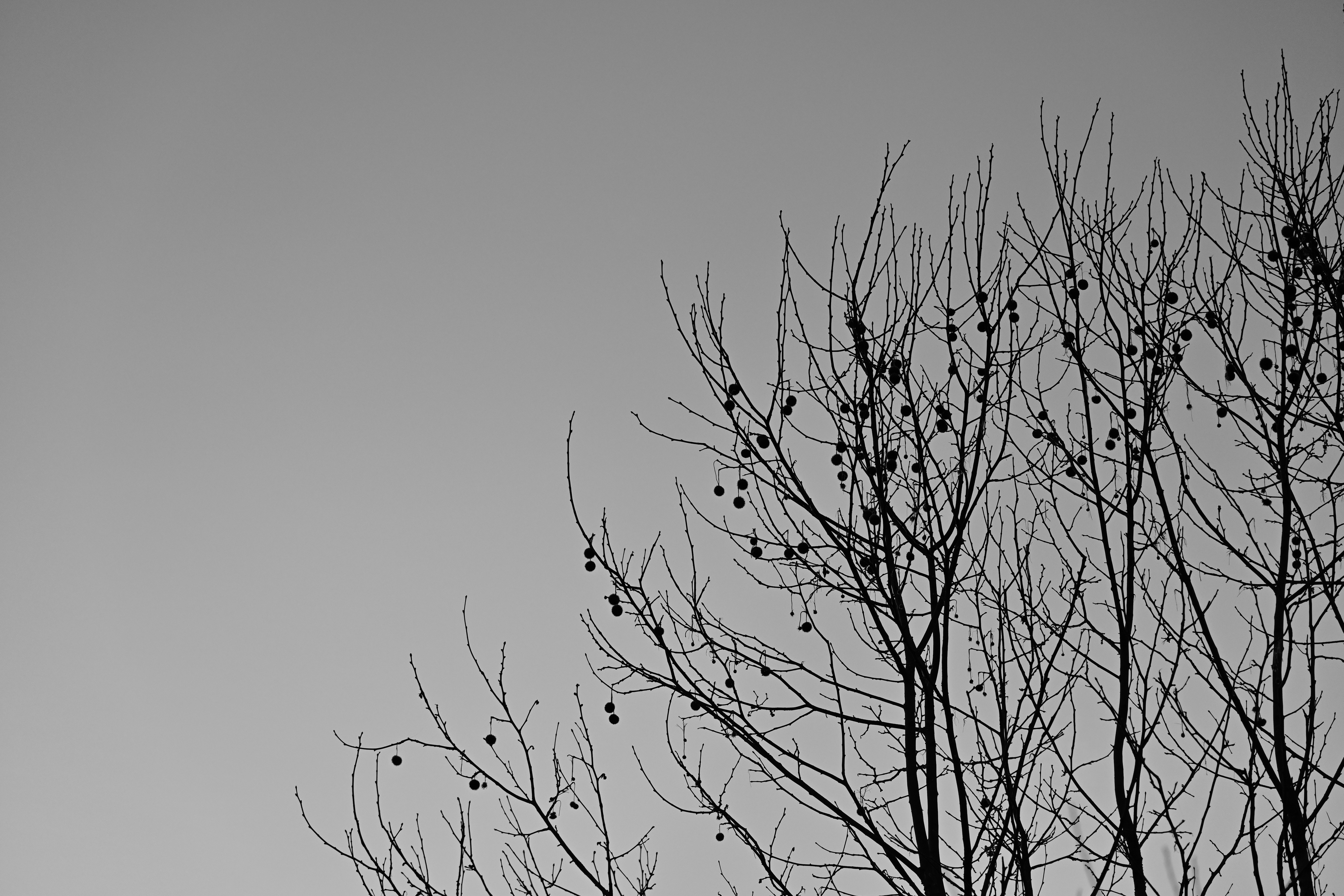 Photo by fleeting_glow