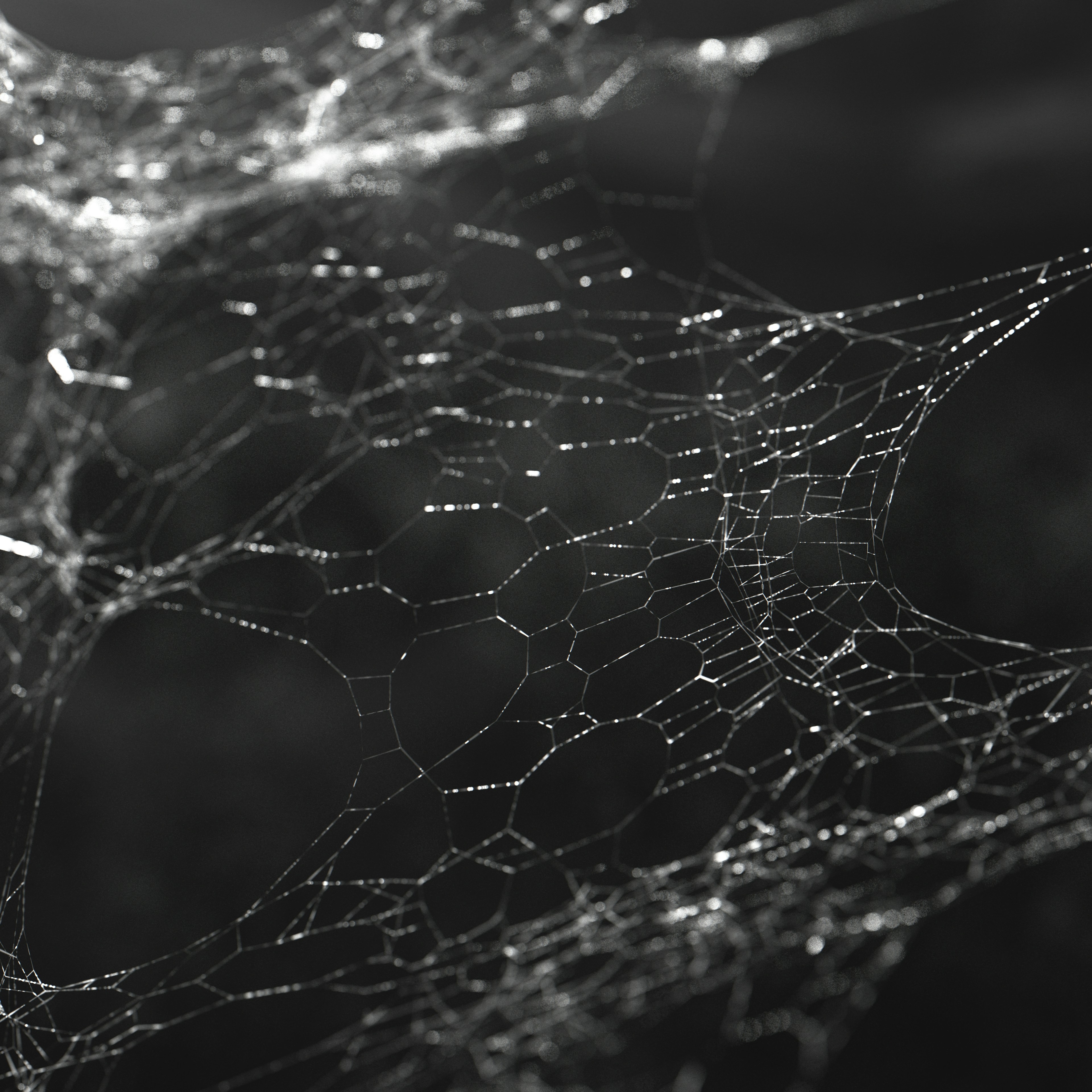 Photo by razvanflore