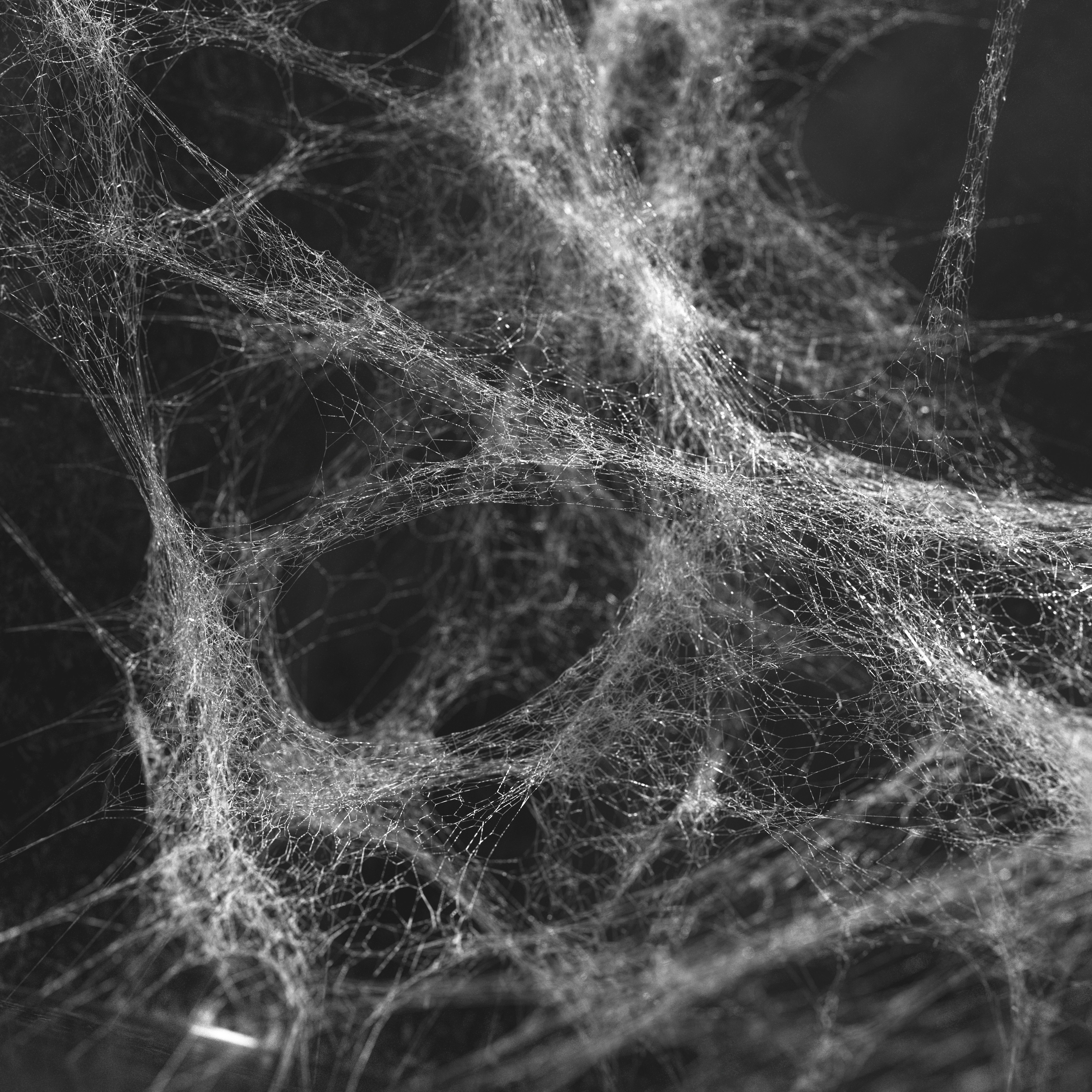 Photo by razvanflore