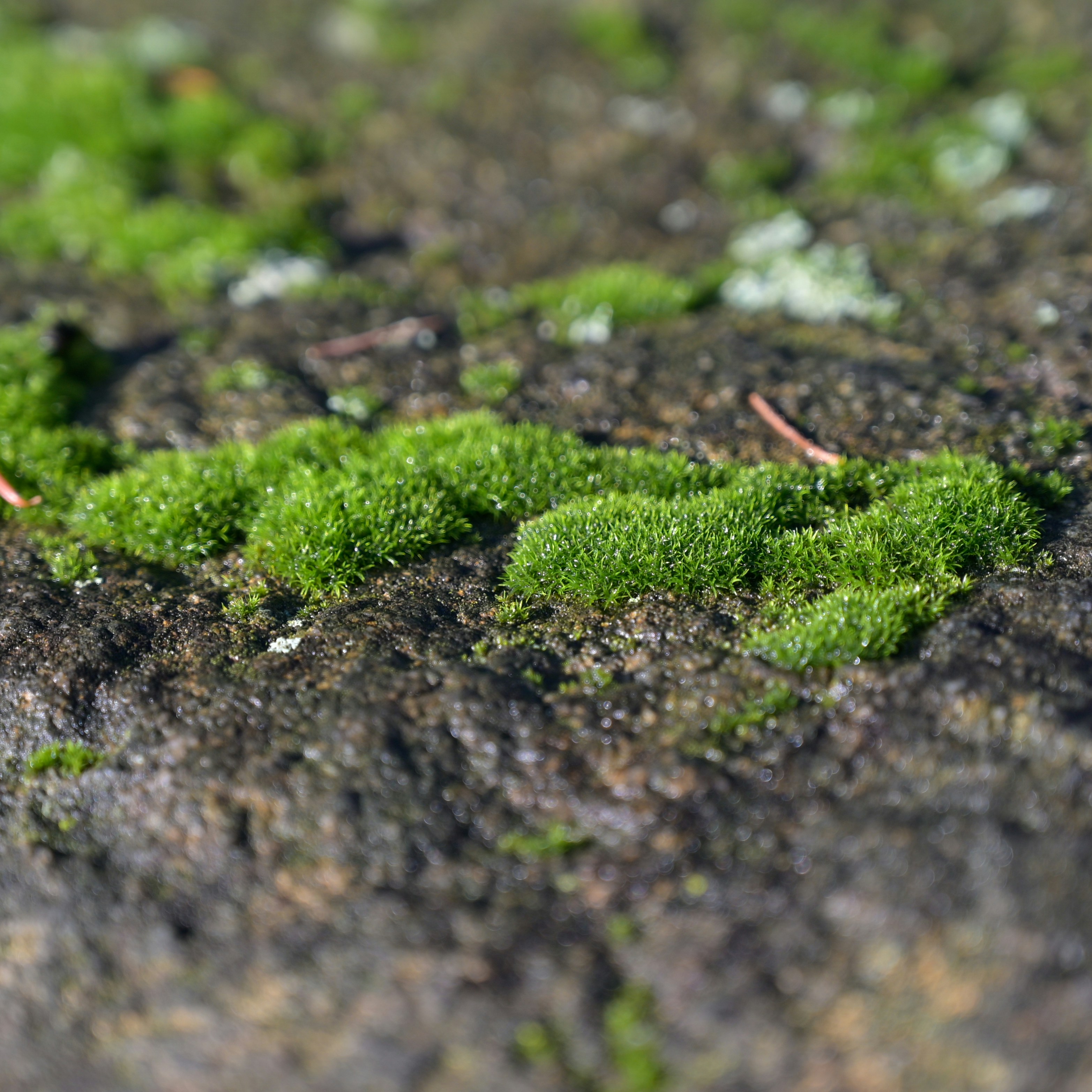 A close up of moss growing on the ground