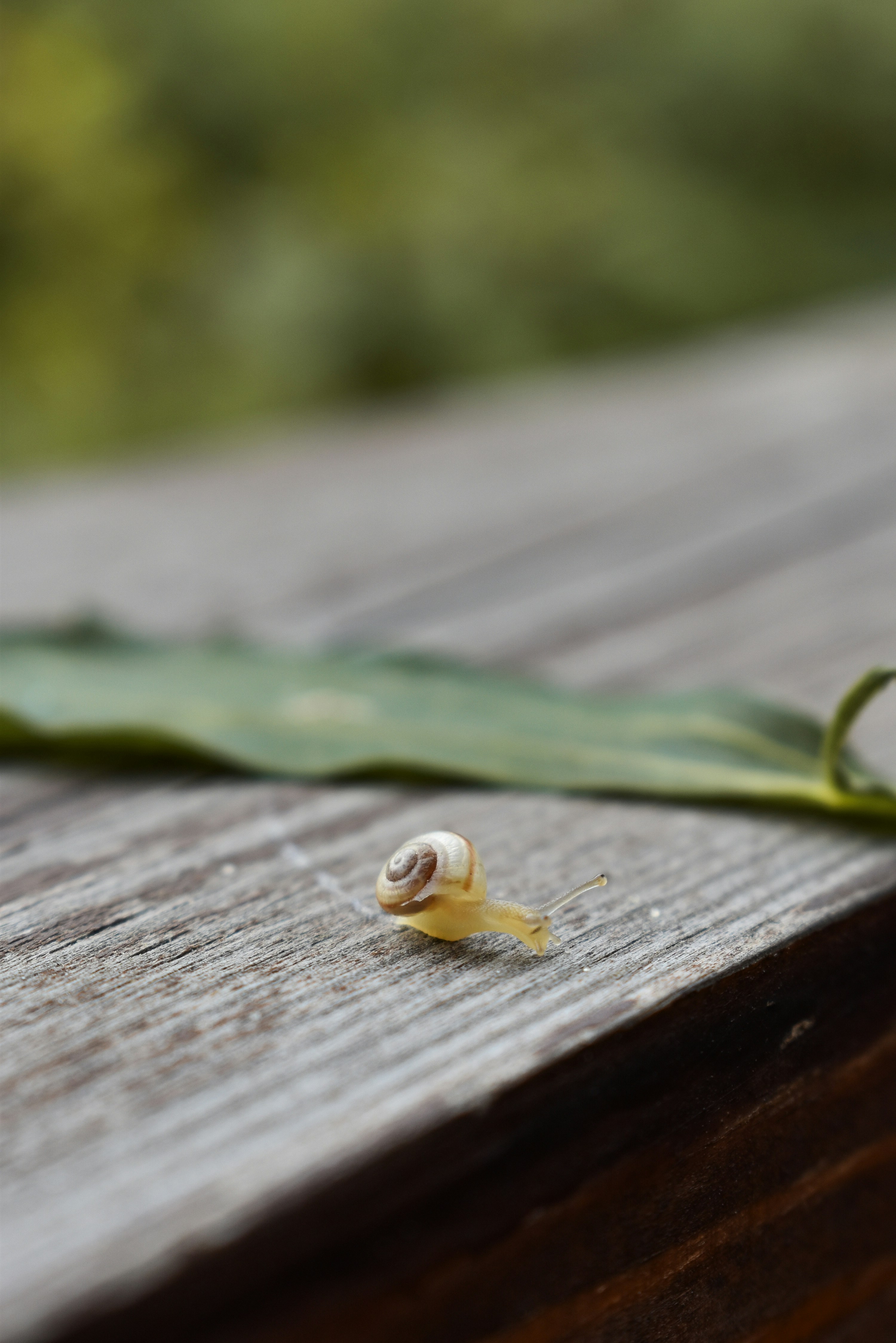 A snail is sitting on a wooden table