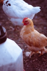 A couple of chickens standing on top of a dirt ground
