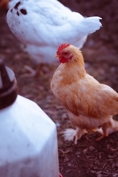 A couple of chickens standing on top of a dirt ground