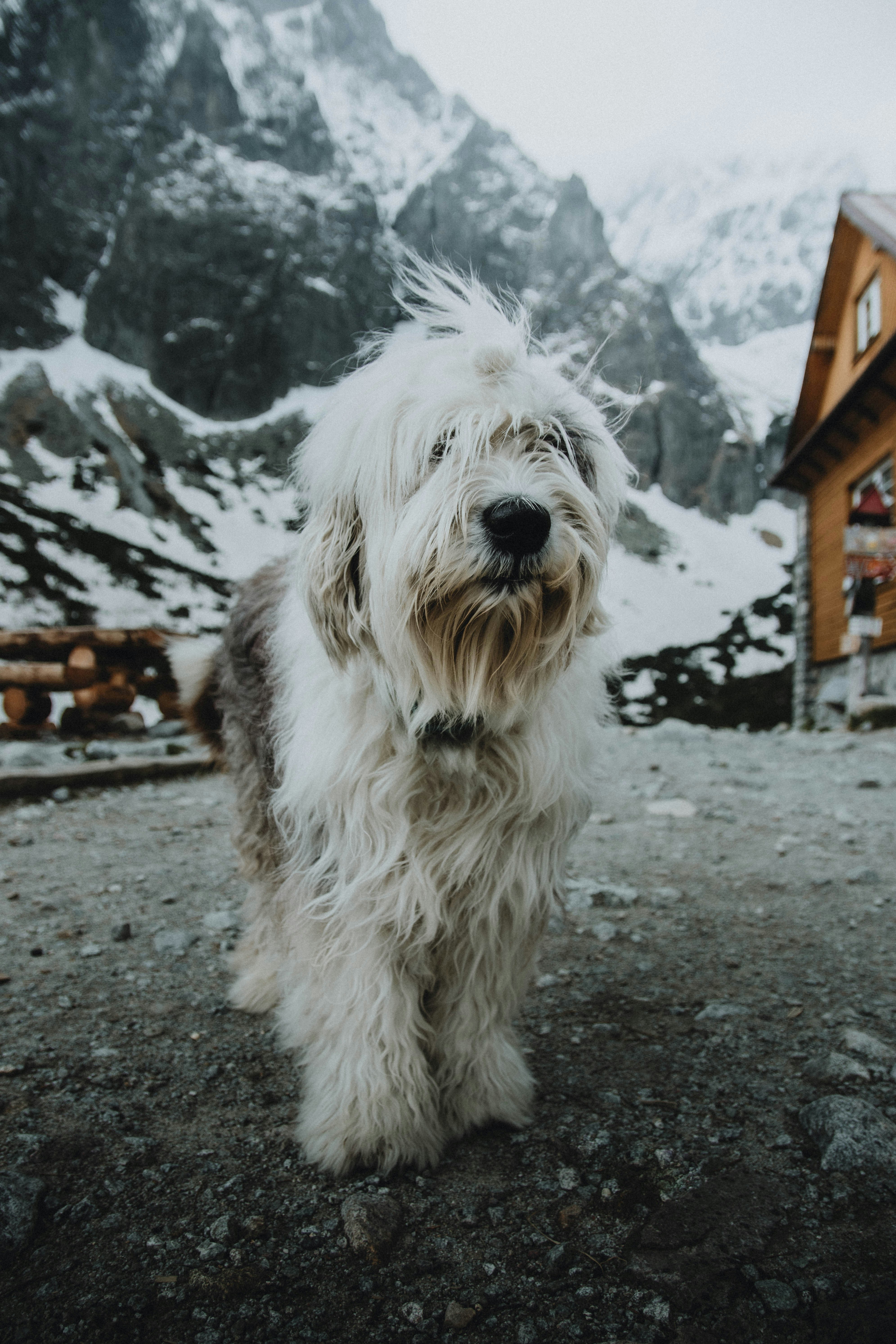 A shaggy white dog standing in front of a mountain