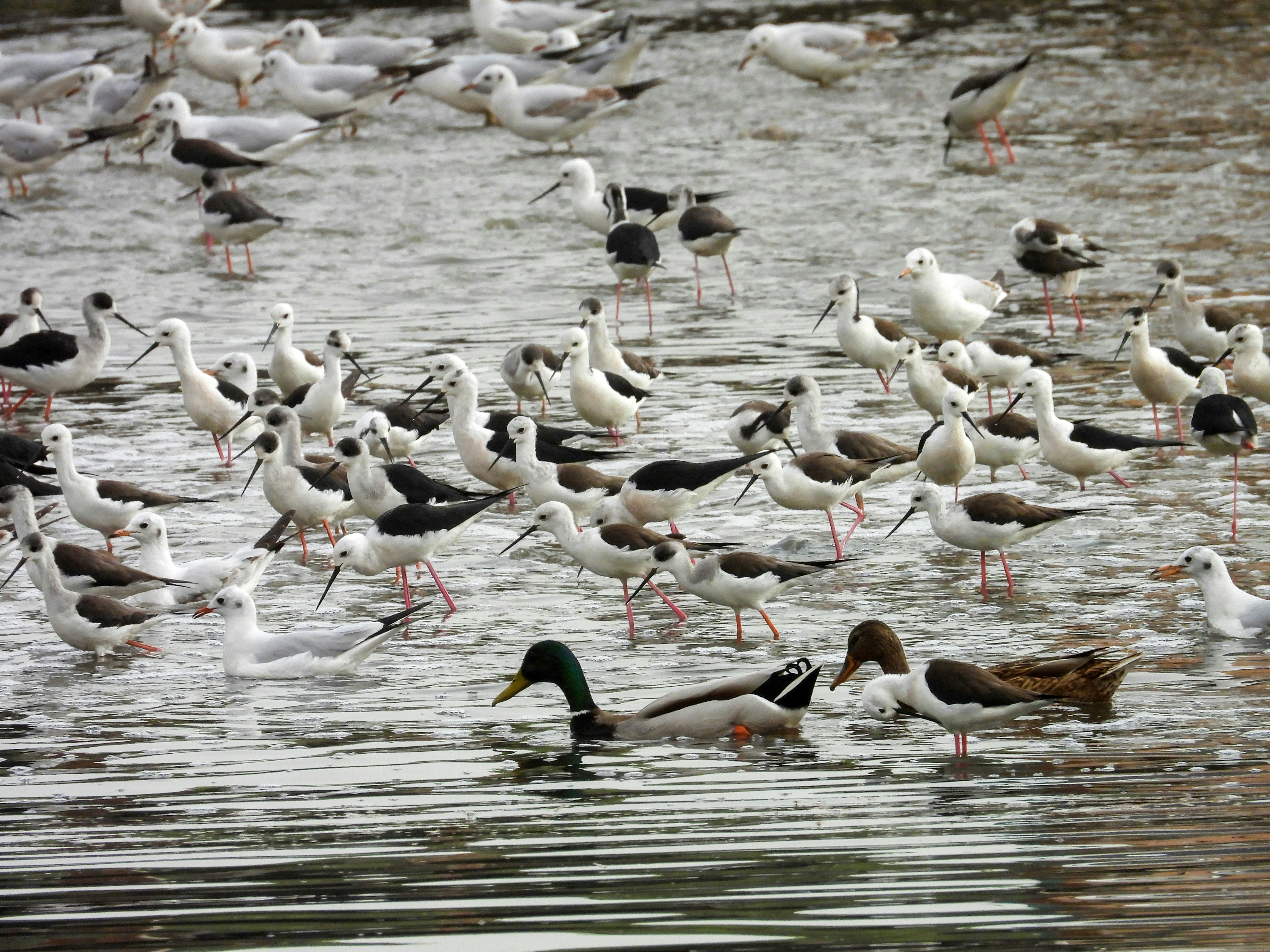 Photo by aliarjmandi