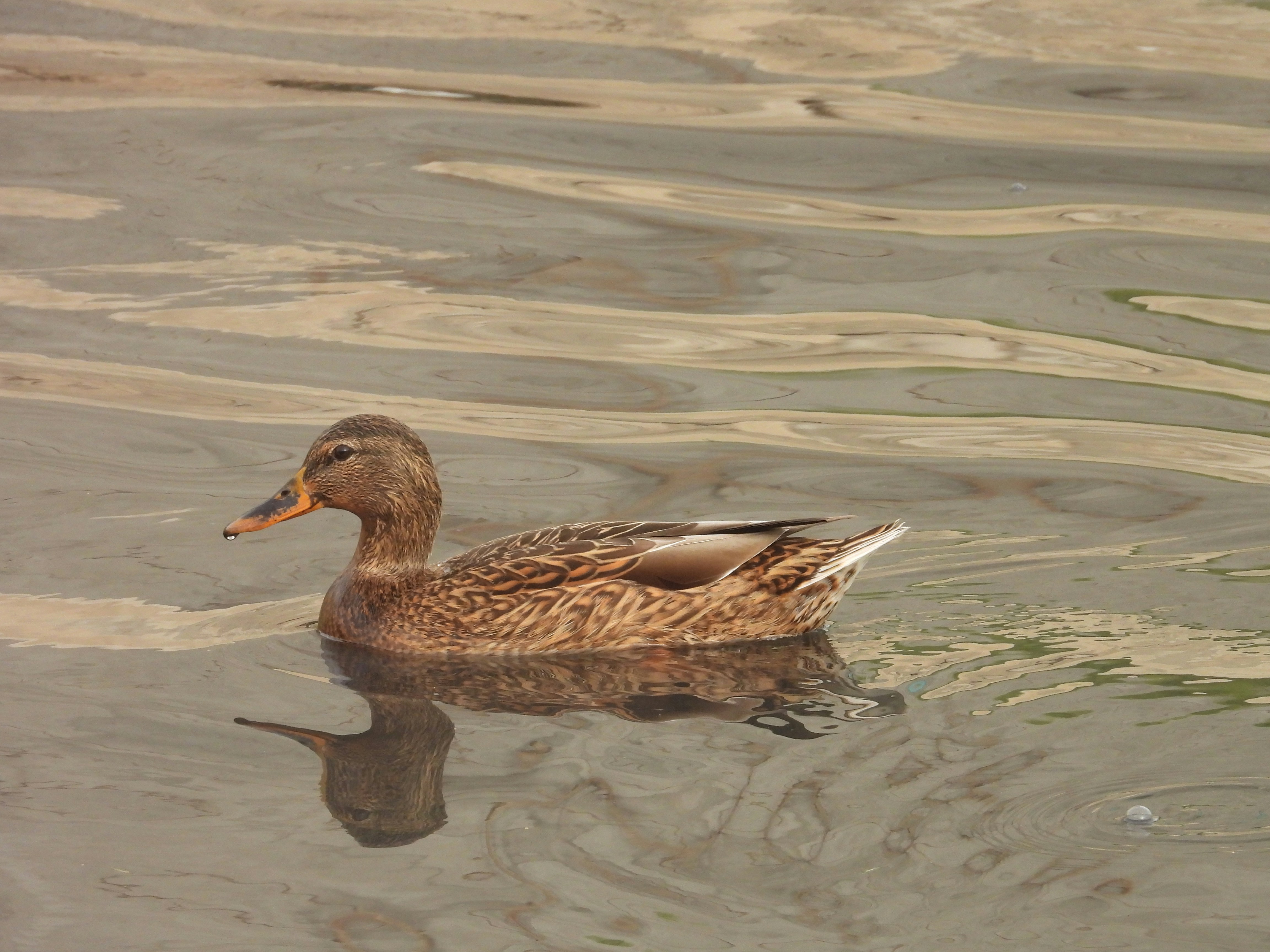 Photo by aliarjmandi