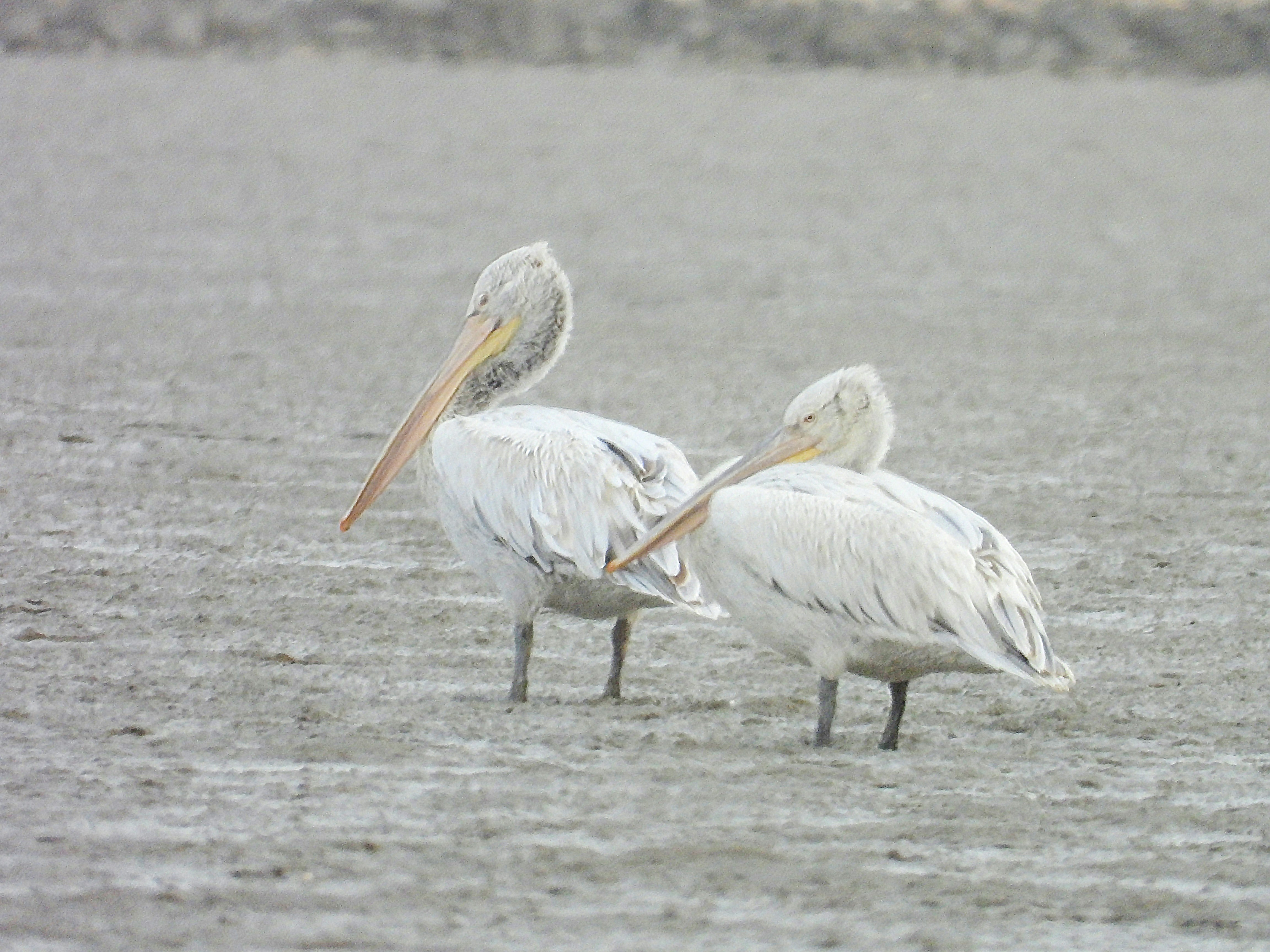 Photo by aliarjmandi