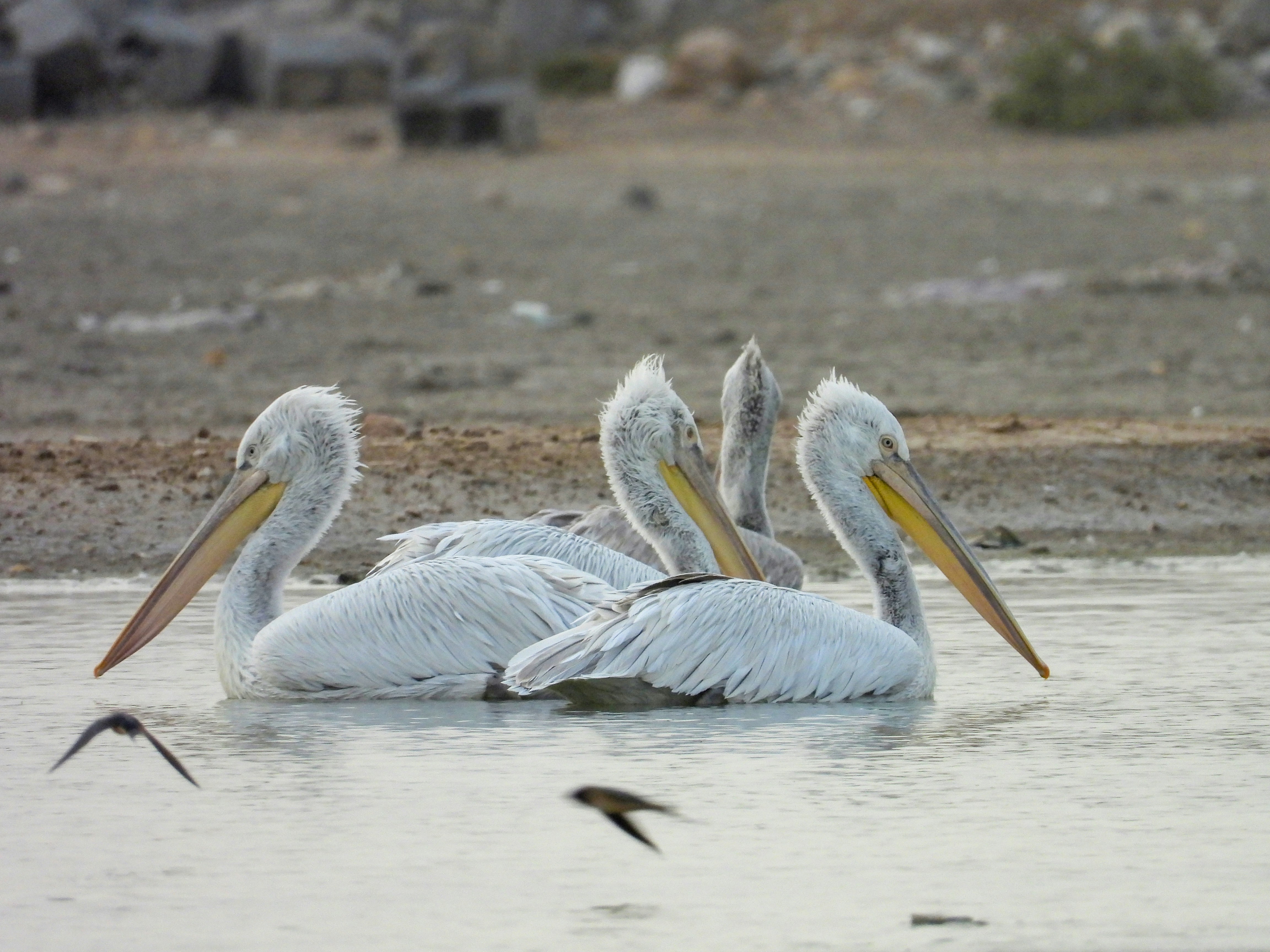 Photo by aliarjmandi