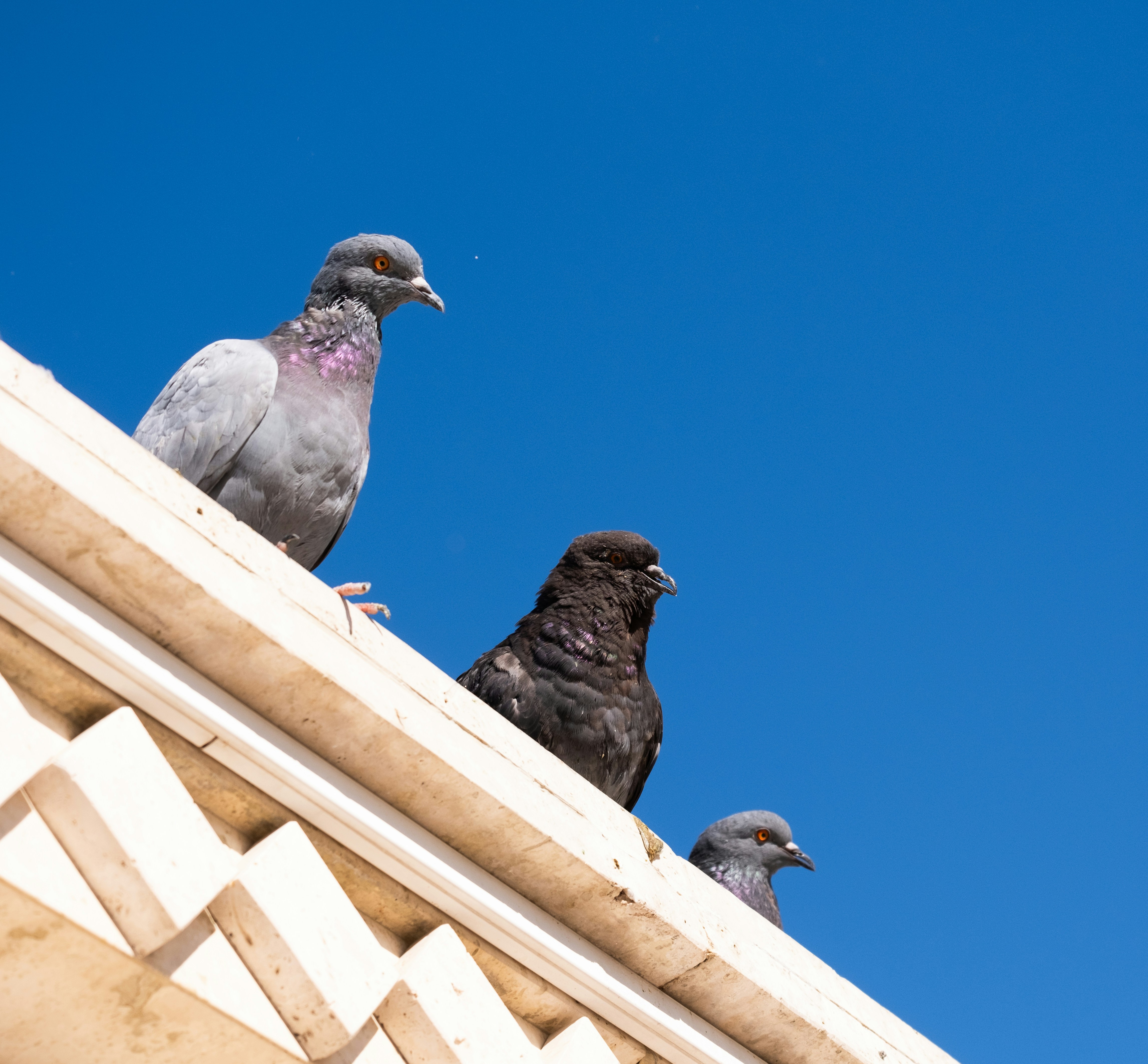 A group of pigeons sitting on top of a building